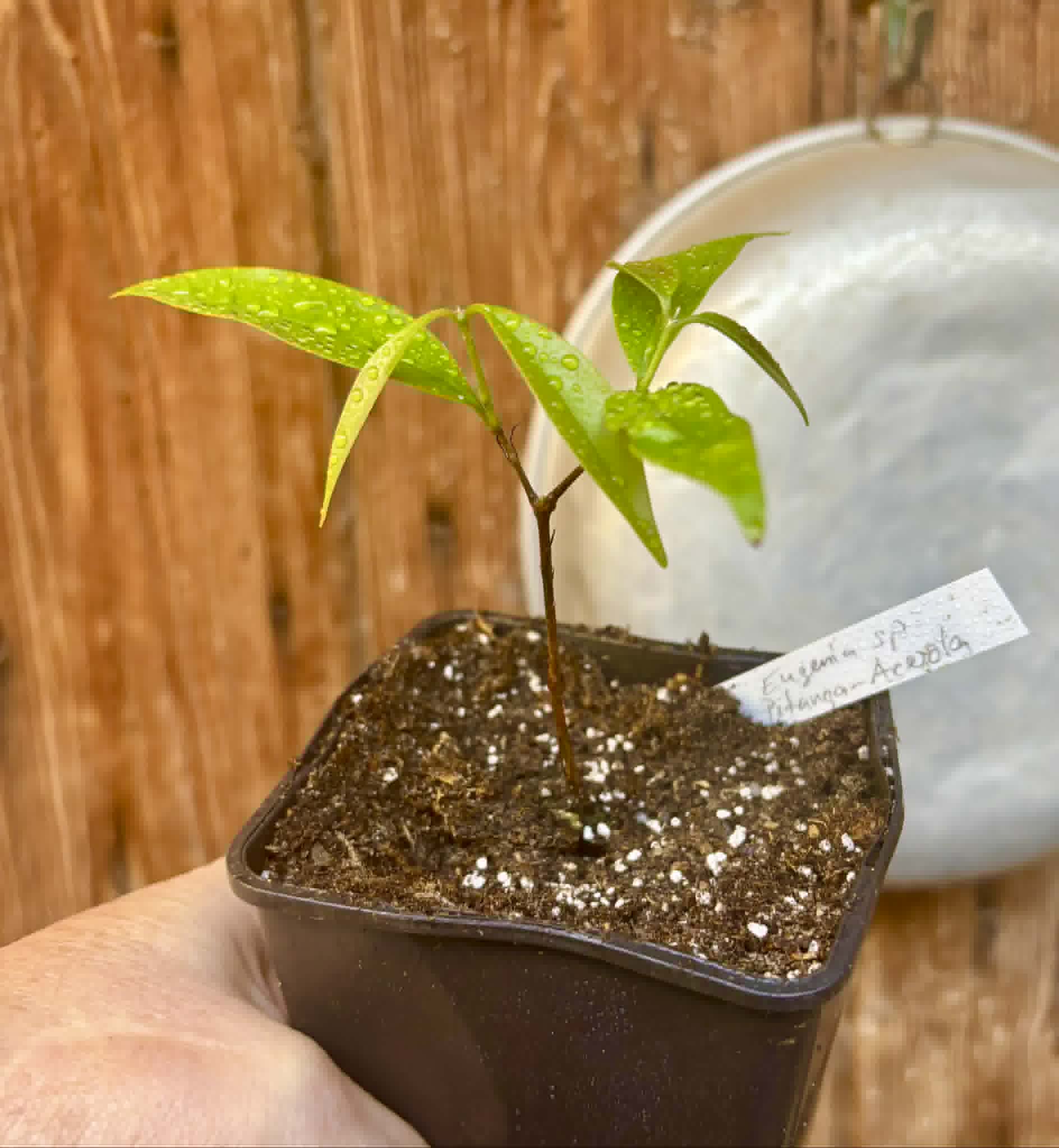 Eugenia sp Pitanga-Acerola - 1 potted seedling / 1 getopfter Sämling