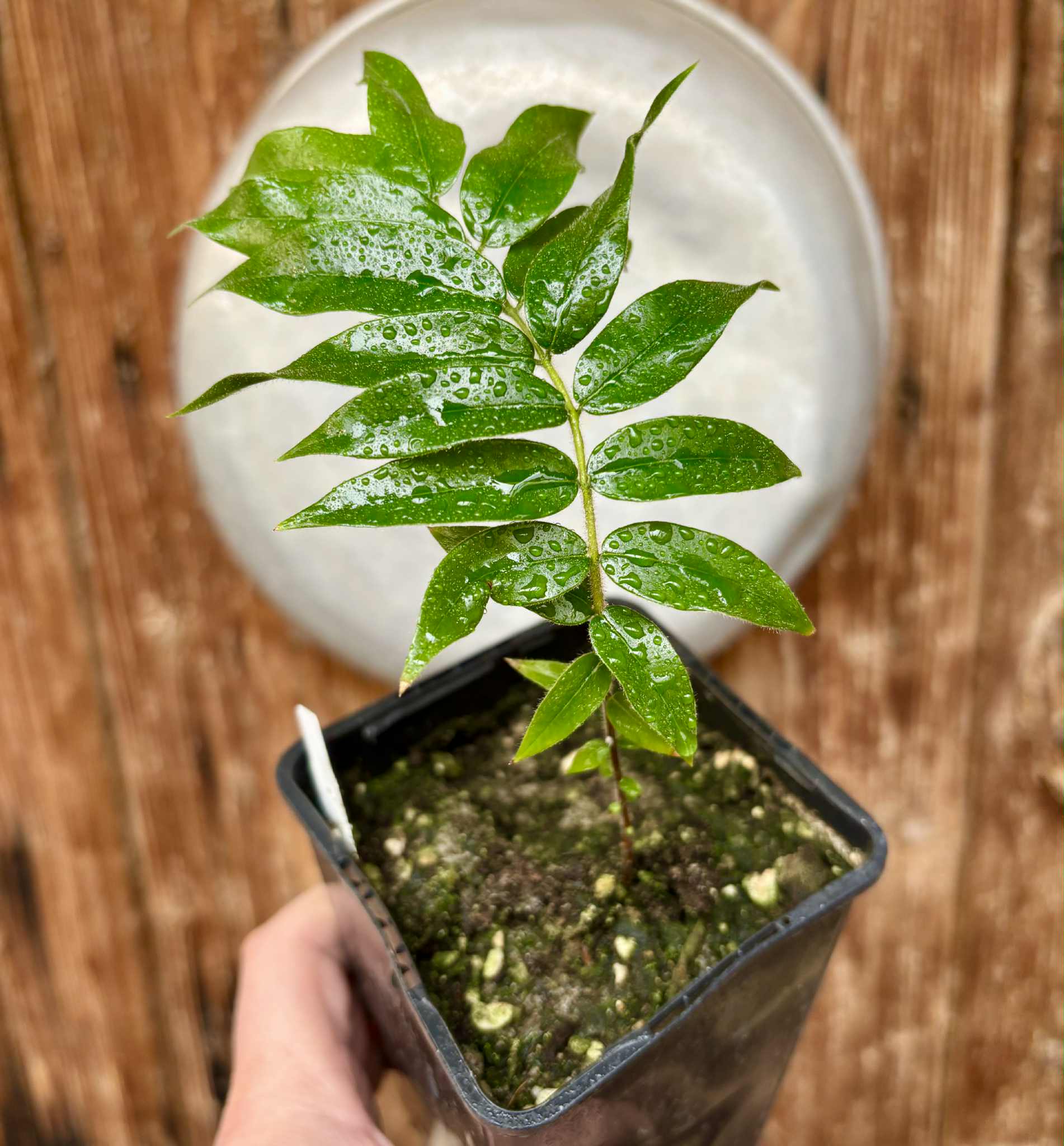 Beach Cambuca (Myrciaria strigipes) - 1 potted plant / 1 getopfte Pflanze