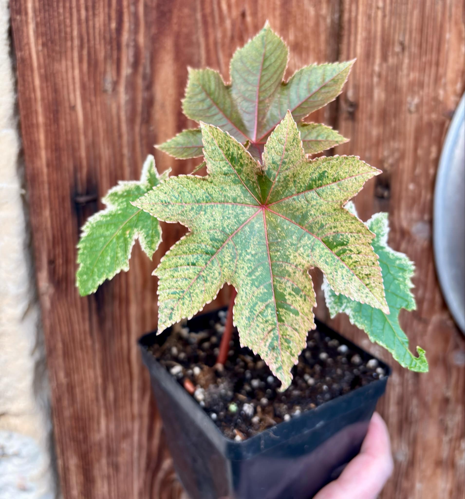 Ricinus communis VARIEGATED -  1  potted plant / 1 getopfte Pflanze
