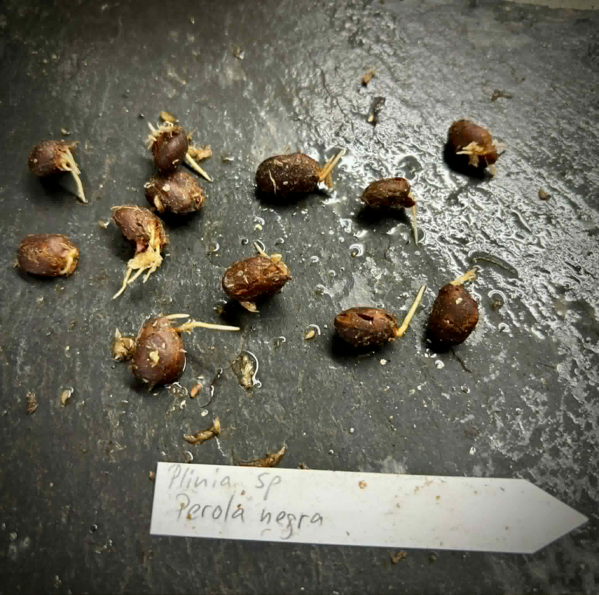 Plinia sp Perola negra - 1 germinated seed / 1 gekeimter Samen