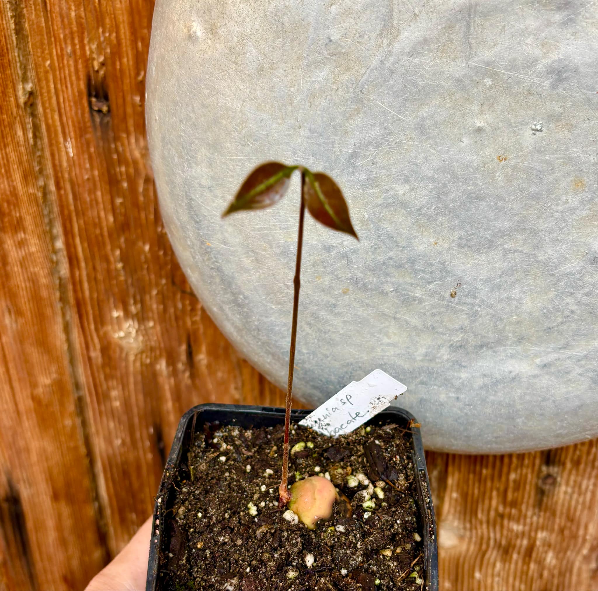 Eugenia sp Abacate -  1 small potted seedling / 1 kleiner, getopfter Sämling