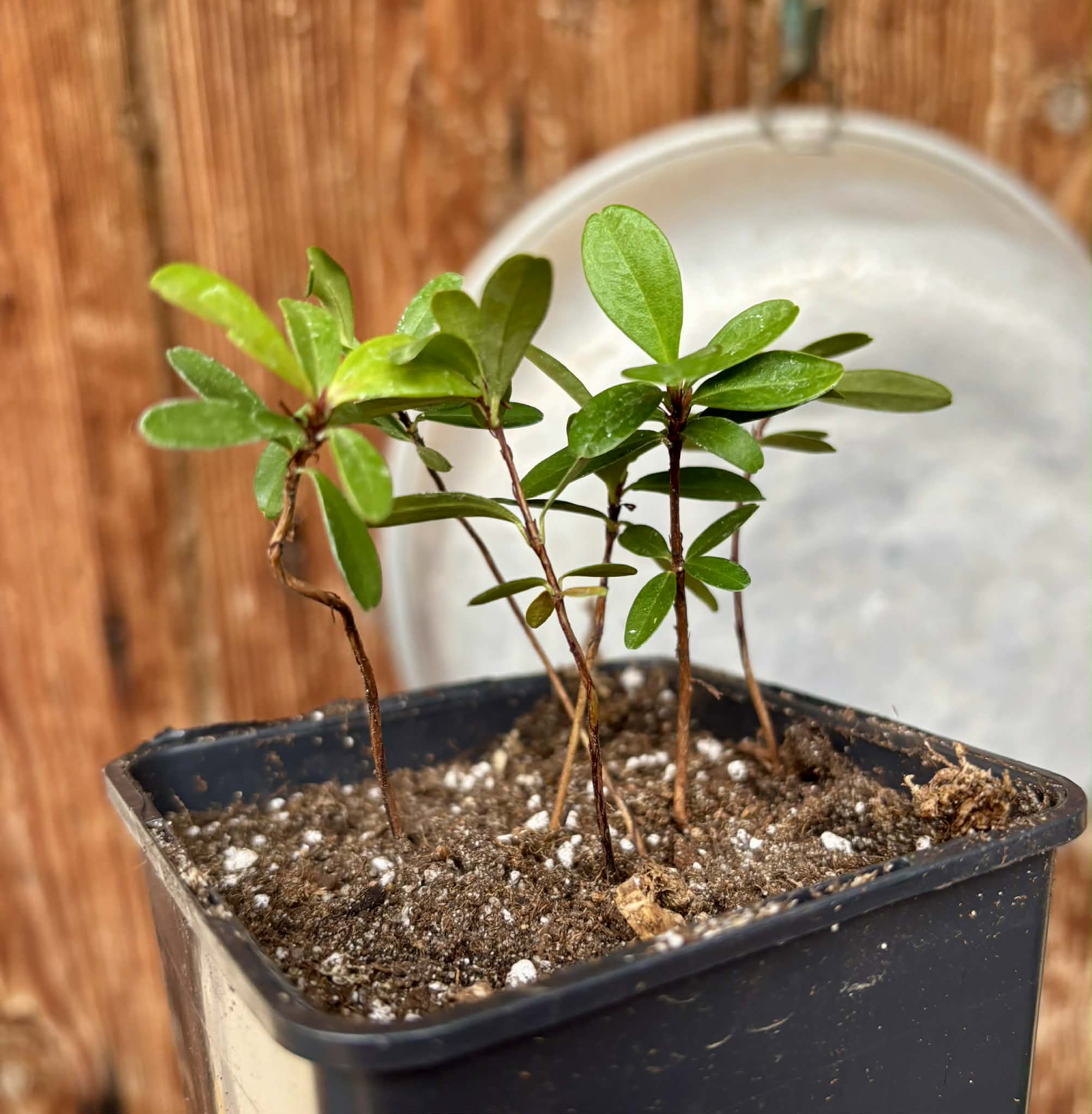 6 in 1 pot - Eugenia ligustrina - 6 seedlings in one pot / 6 Sämlinge in einem Topf