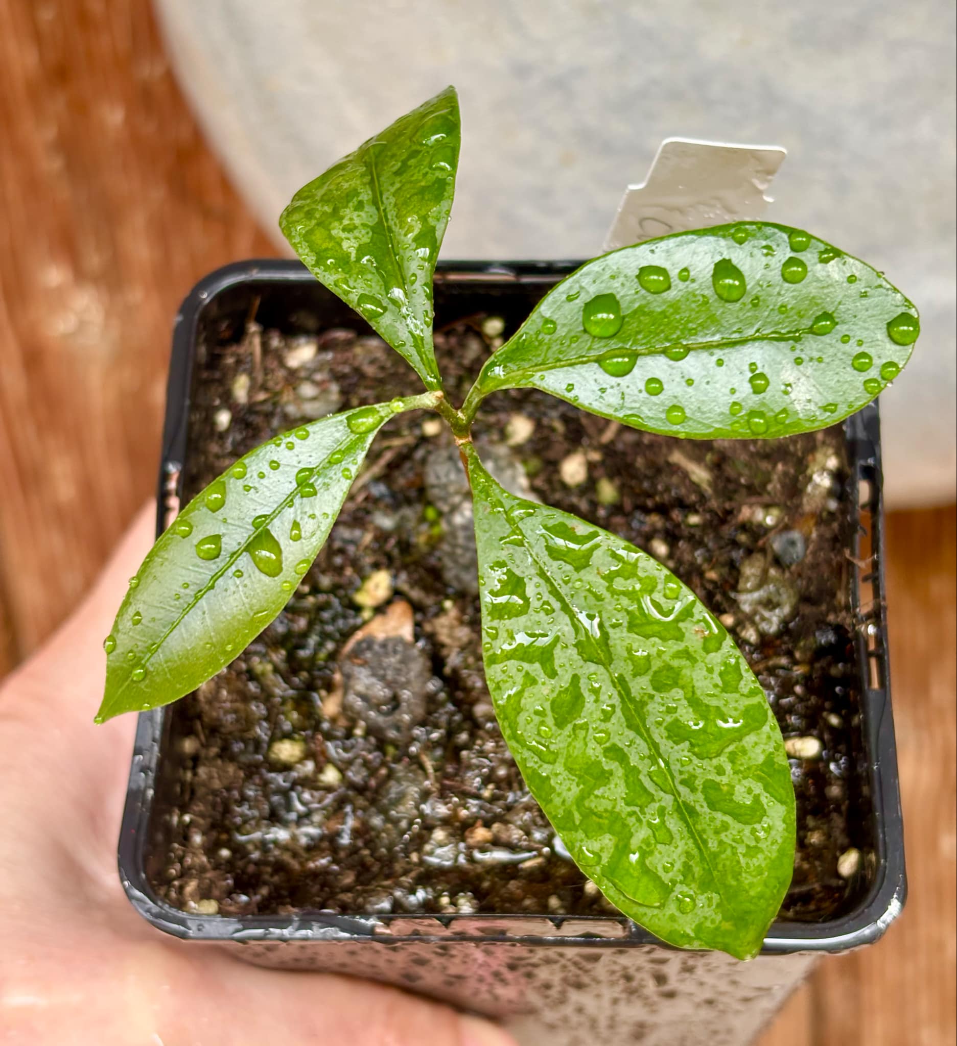 Pouteria cuspidata - 1 small potted seedling / 1 kleiner, getopfter Sämling Pouteria cuspidata - 1 small potted seedling / 1 kleiner, getopfter Sämling