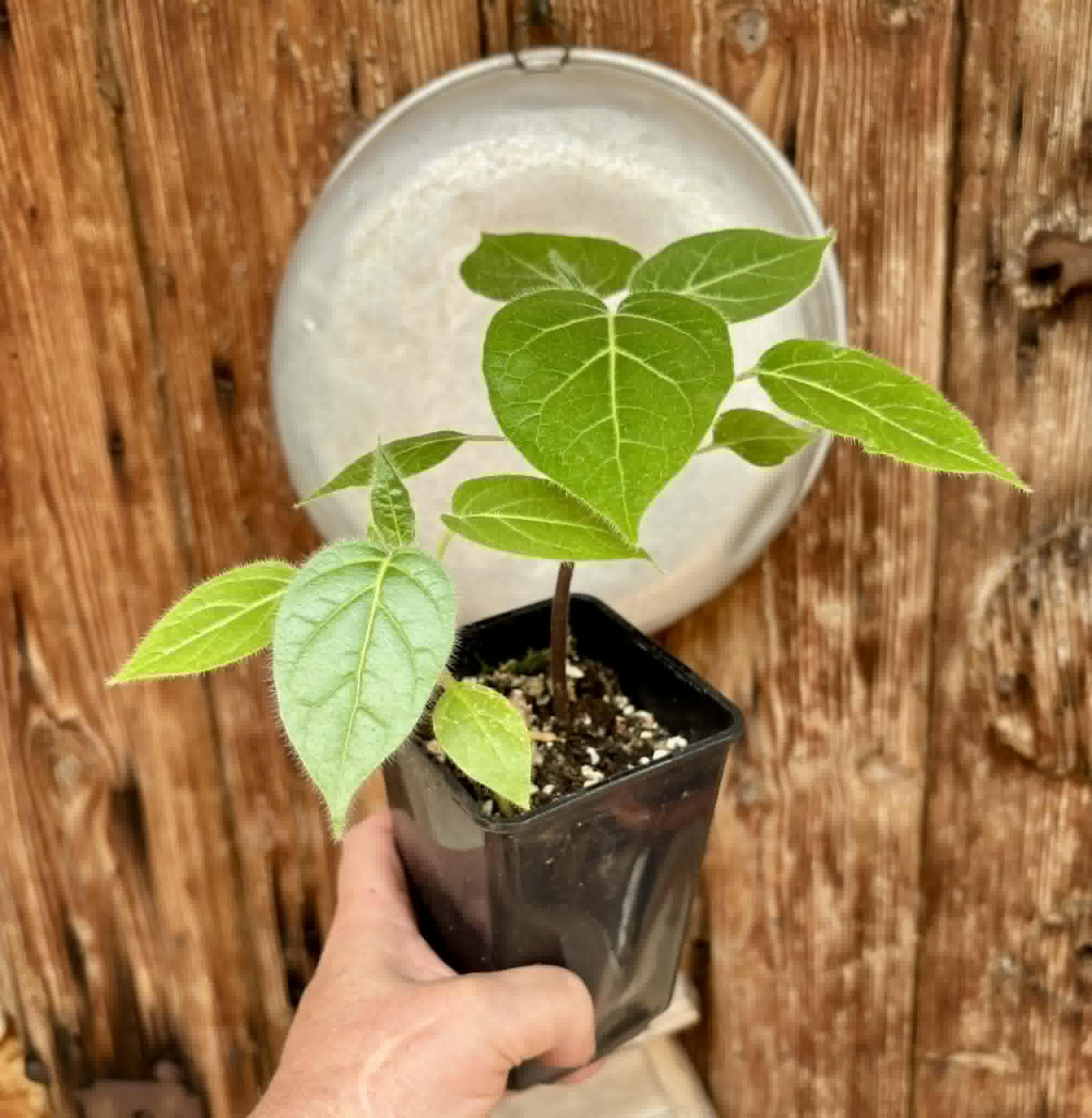 2 in 1 pot - Solanum sibundoyense - 2 seedlings in one pot / 2 Sämlinge in einem Topf