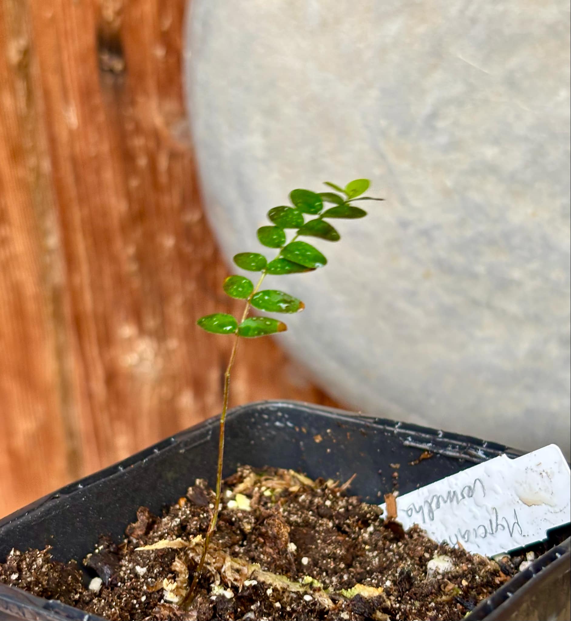 Myrciaria tenella vermelha  - 1 small potted seedling / 1 kleiner, getopfter Sämling