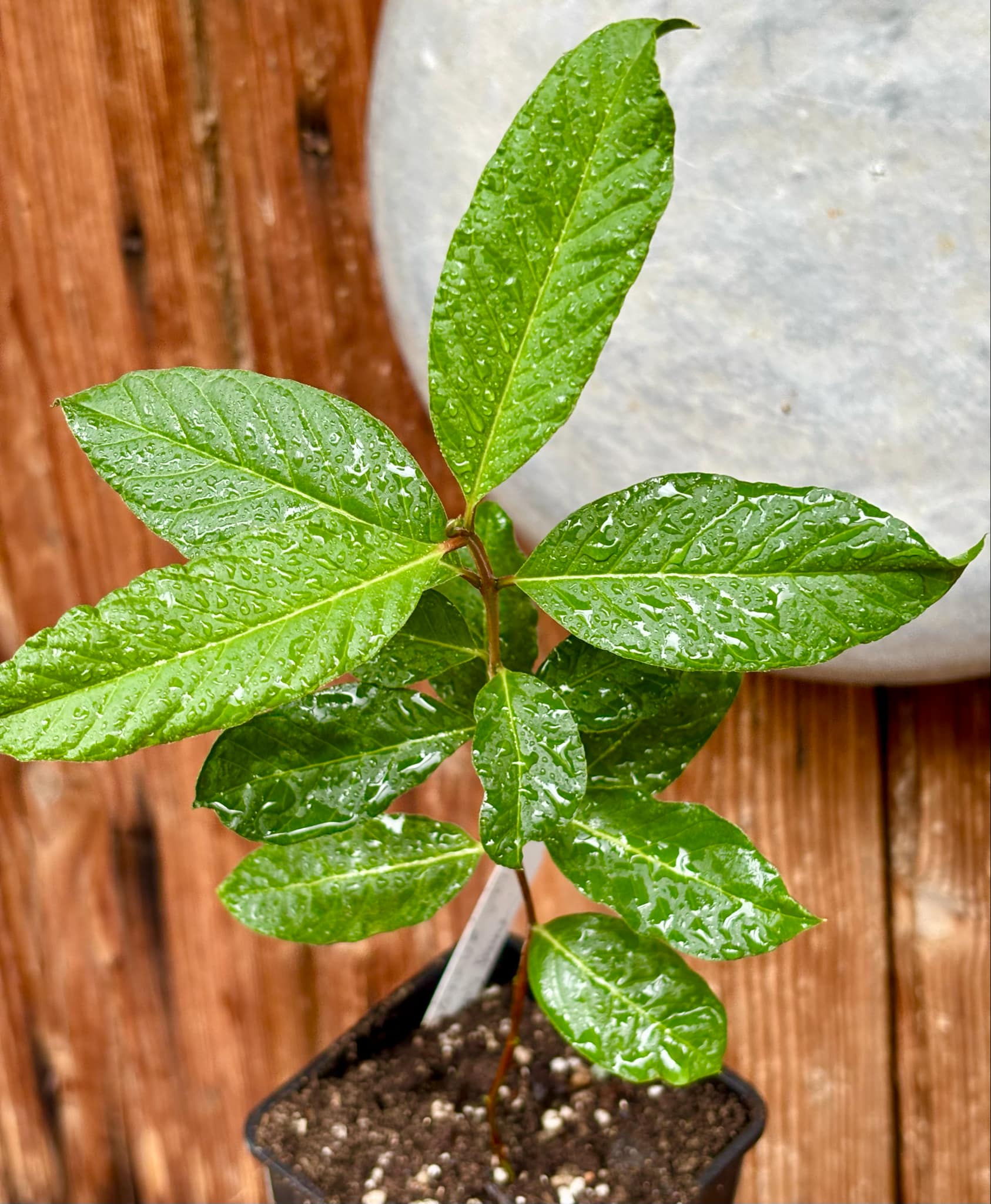 Giant White Thai Guava - semi seedless (Psidium guajava)  - 1 potted plant / 1 getopfte Pflanze