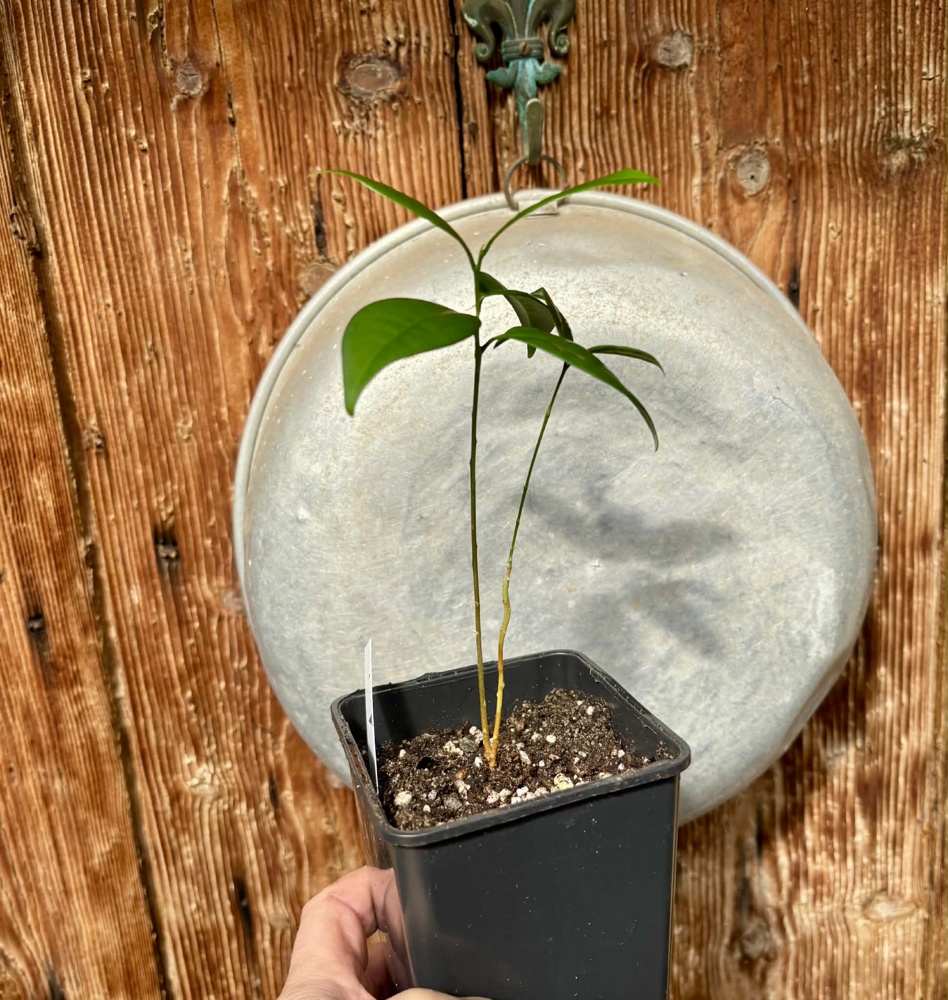 Eugenia sp Itayuba - 1 potted plant / 1 getopfte Pflanze