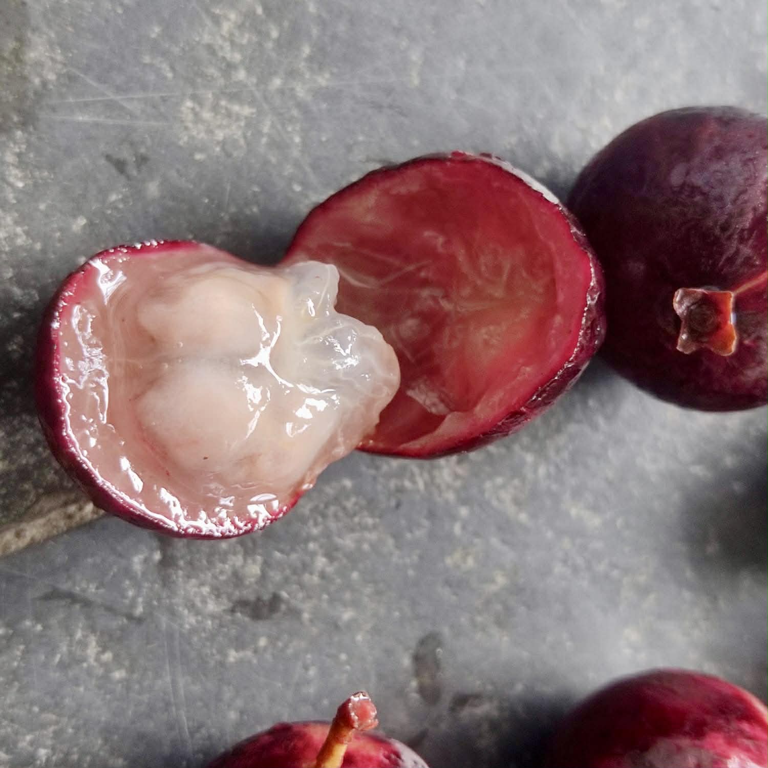 Plinia sp. Pingo de Mel Rajada Maraú -  1 fresh seed / 1 frischer Samen