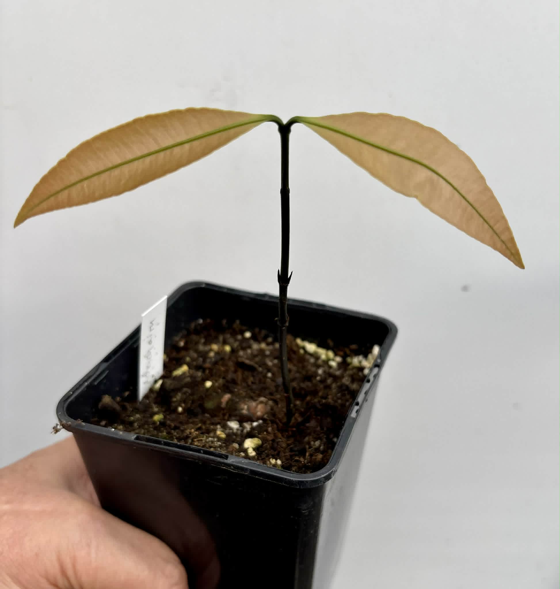 Achachairu (Garcinia humilis) - 1 potted seedling / 1 getopfter Sämling