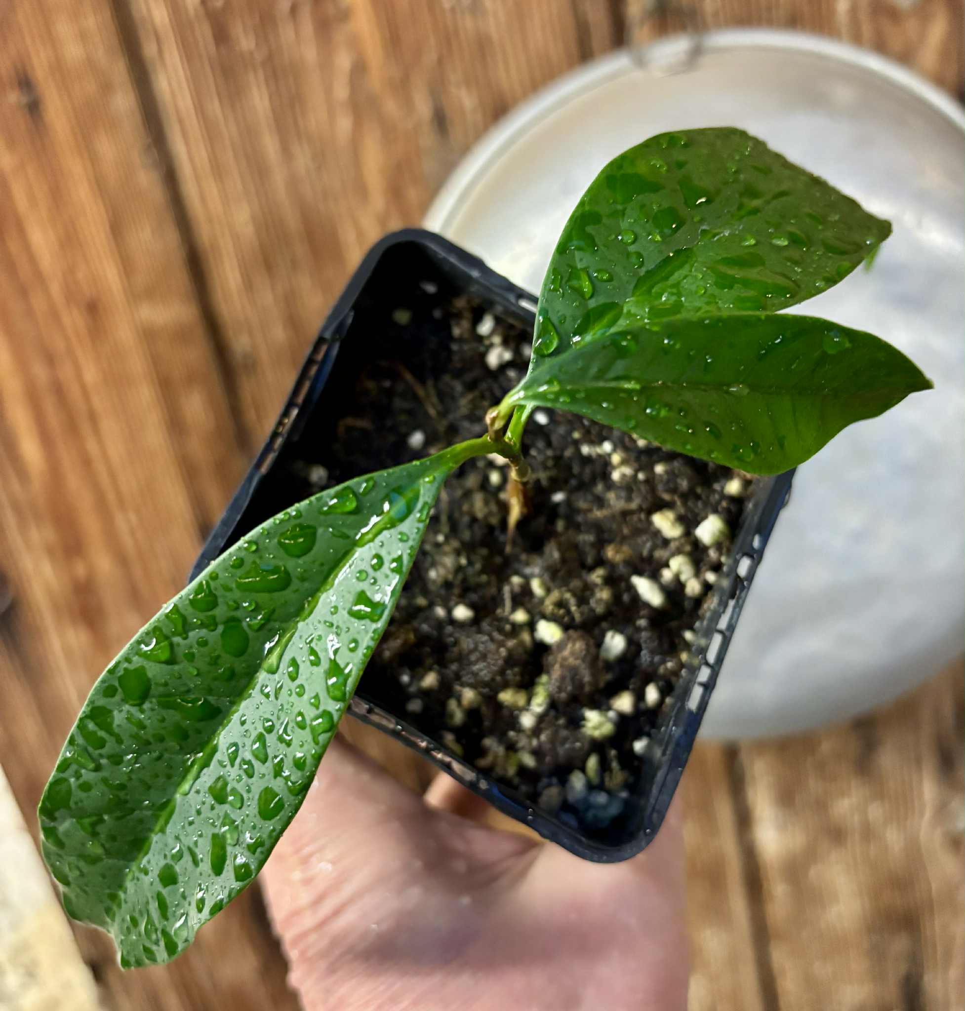 Aquai (Chrysophyllum gonocarpum)  -  1  potted seedling / 1 getopfter Sämling