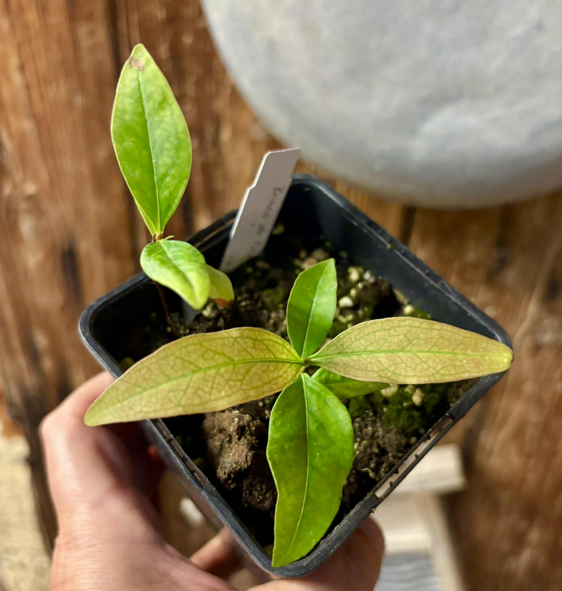 2 in 1 pot - Cagaita var. "Brinco de Princesa" (Eugenia dysenterica) - 1 potted plant / 1 getopfte Pflanze Kopie