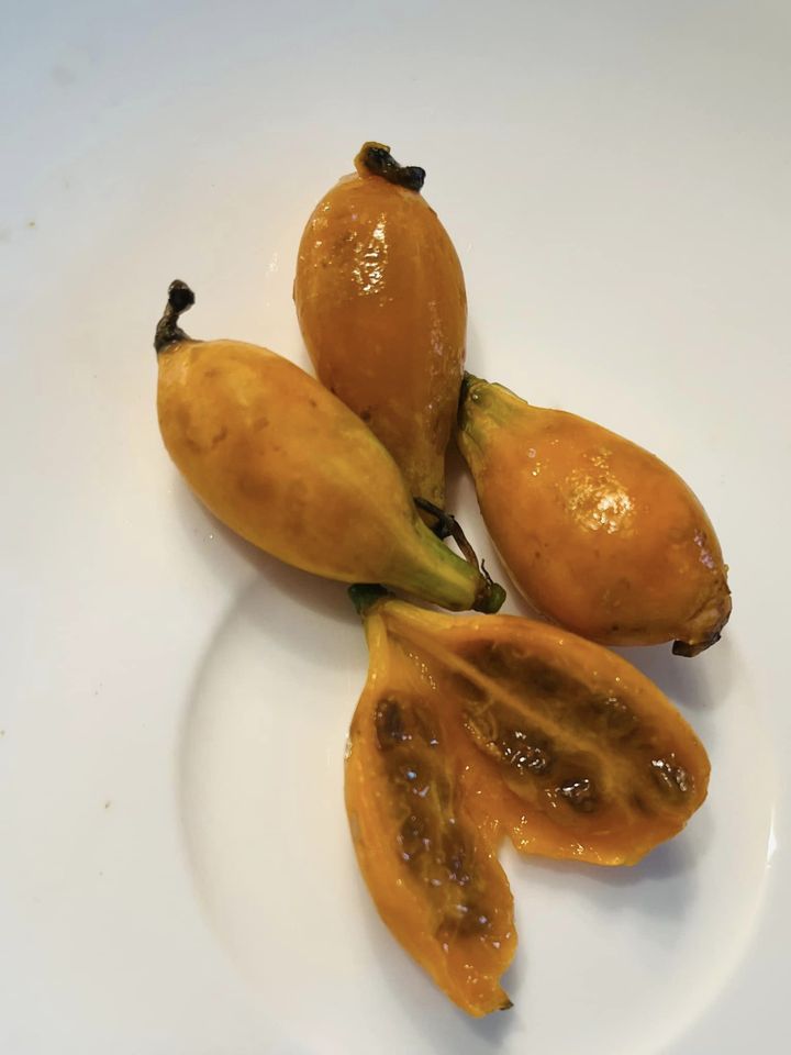 4 years old - Oak Leaf Papaya (Vasconcellea quercifolia) - 1 potted plant / 1 getopfte Pflanze