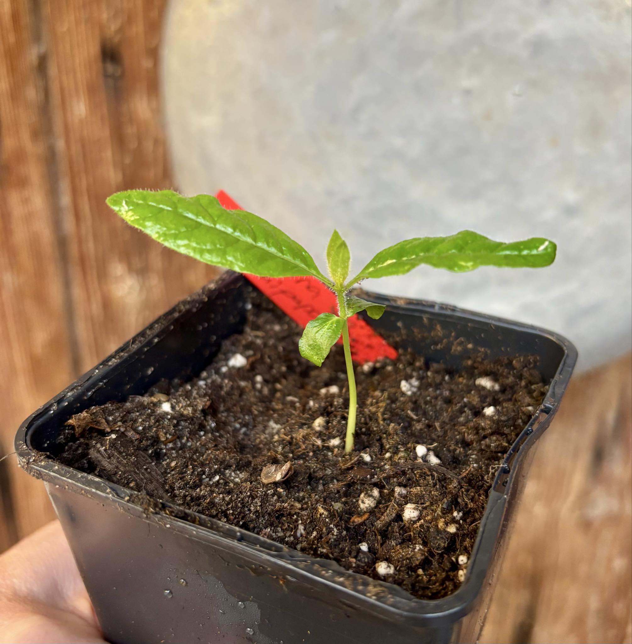 Cordiera sp Jenipapo - 1 potted seedling / 1 getopfter Sämling