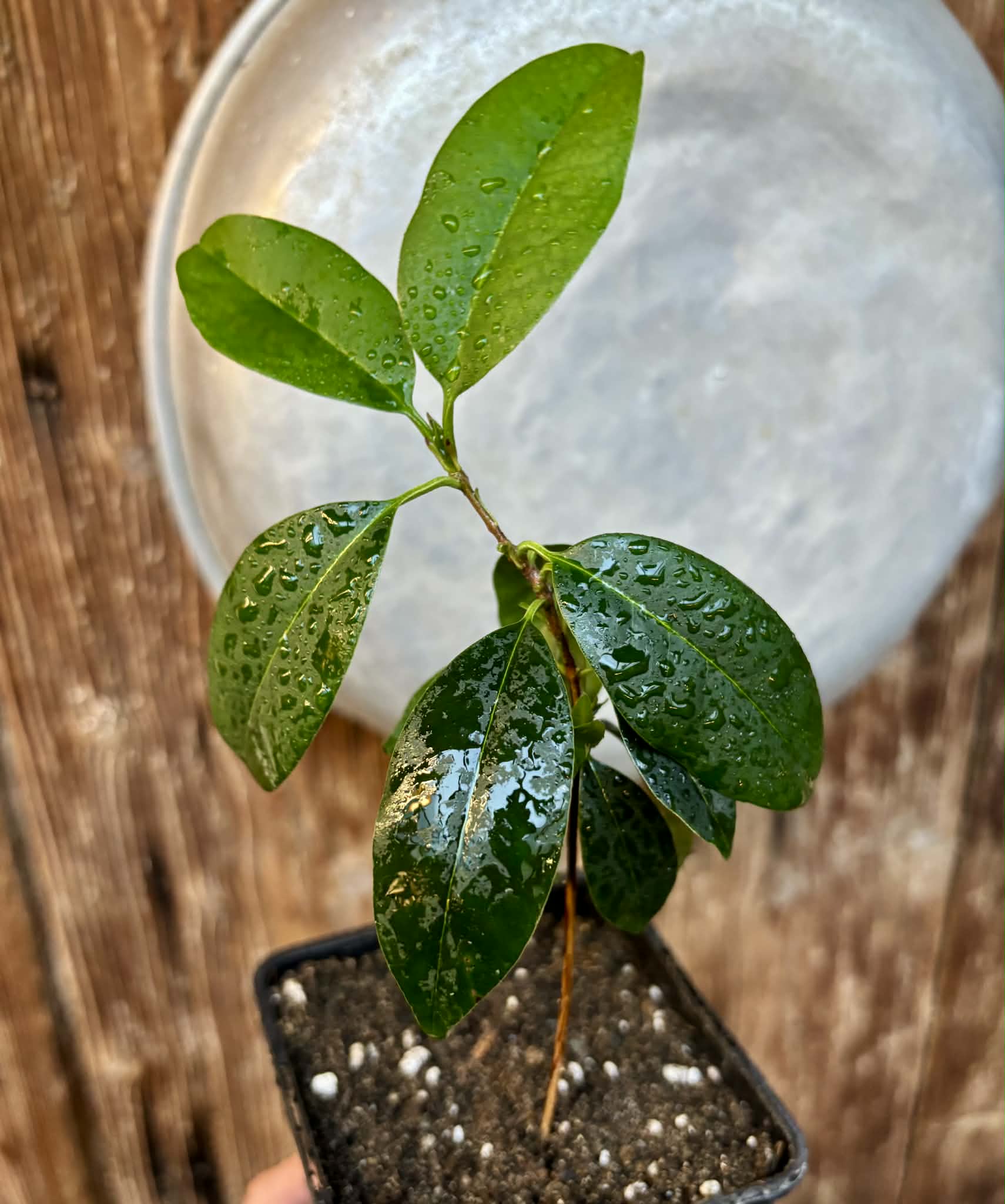 Eugenia dichroma - Pitanga Fanta - 1 potted seedling / 1 getopfter Sämling