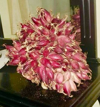 Pinuela purpura (Bromelia karatas) - purple variety  -  3 fresh seeds / 3 frische Samen