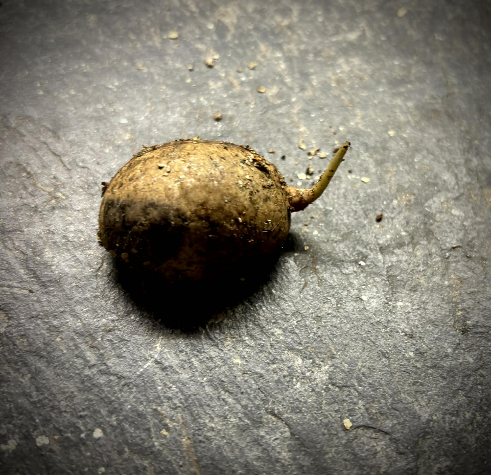 Pouteria glomerata - 1 germinated seed / 1 gekeimter Samen