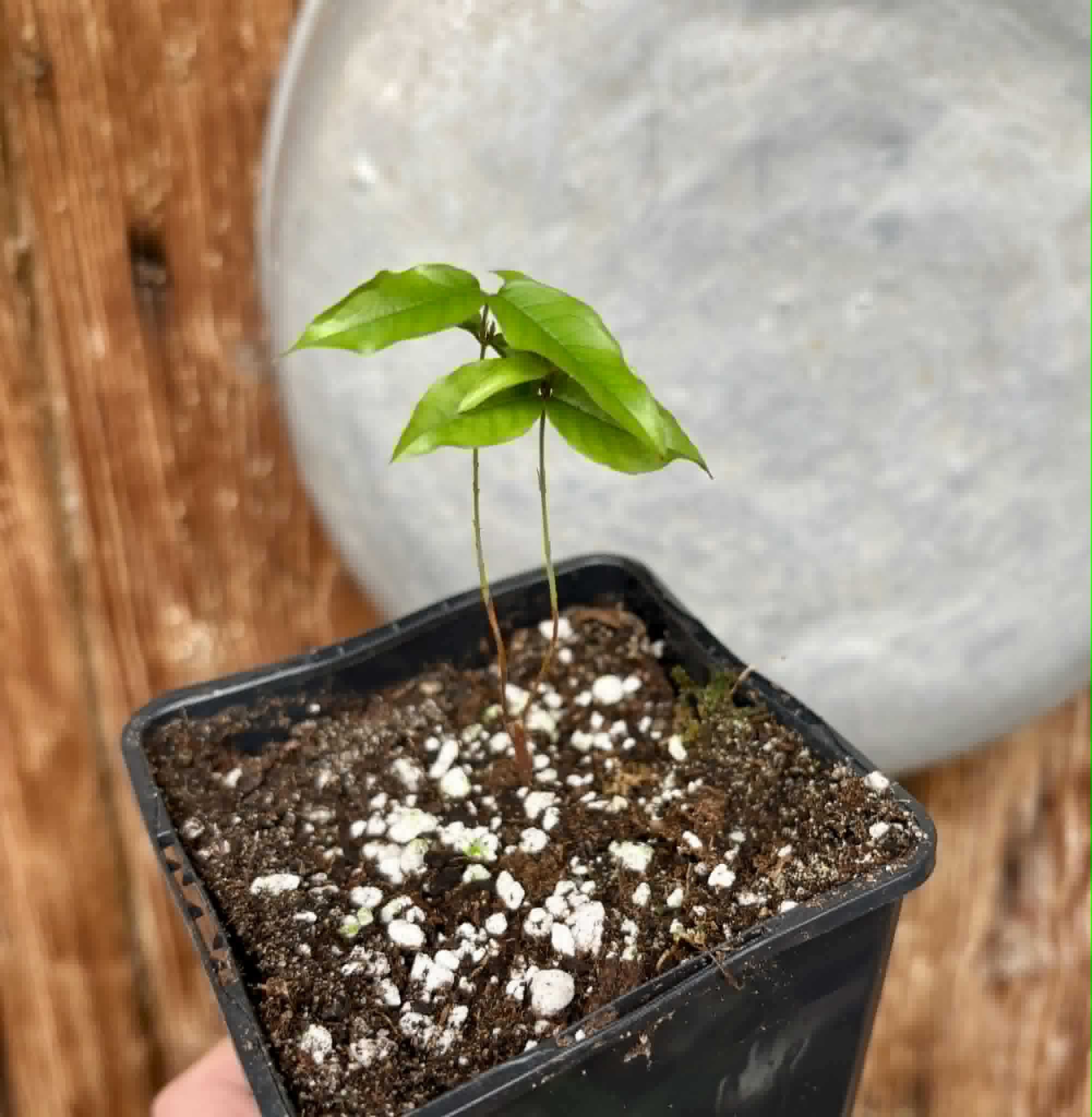 Plinia povedae - 1 potted seedling / 1 getopfter Sämling