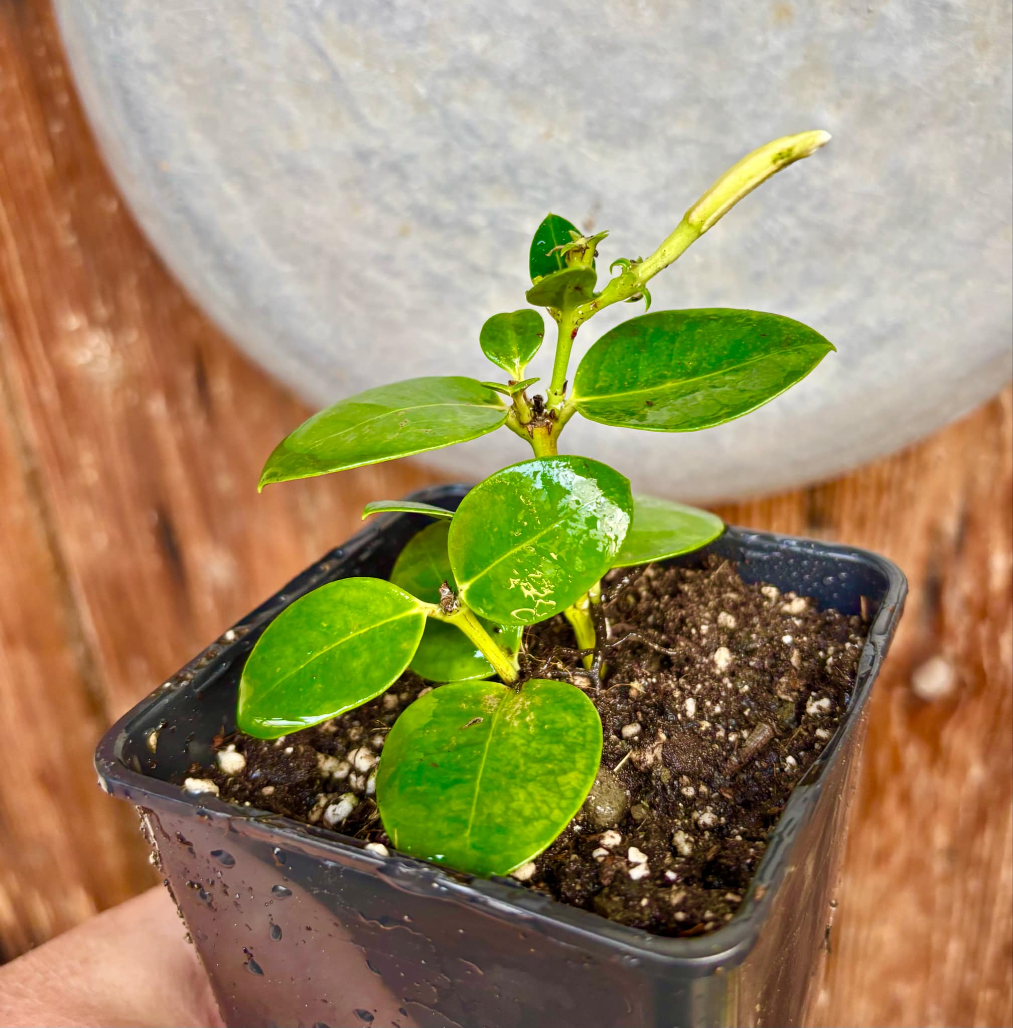 with flowers - Carissa macrocarpa - Natal Plum - rooted cutting - 1 potted rooted cutting / 1 getopfter, bewurzelter Steckling