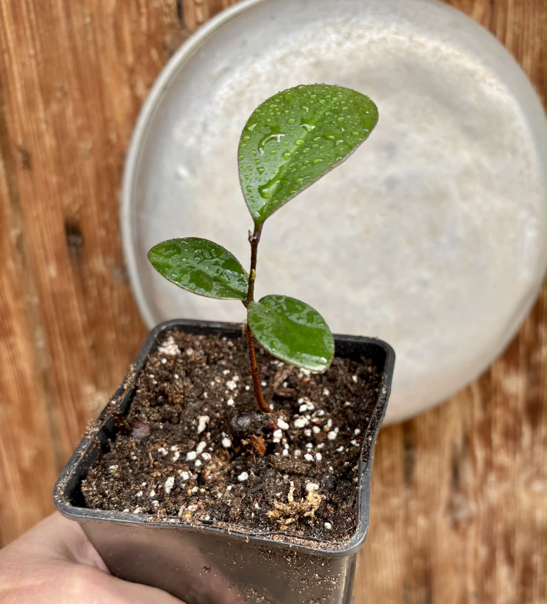 Eugenia sp Pindoca - 1 potted seedling / 1 getopfter Sämling