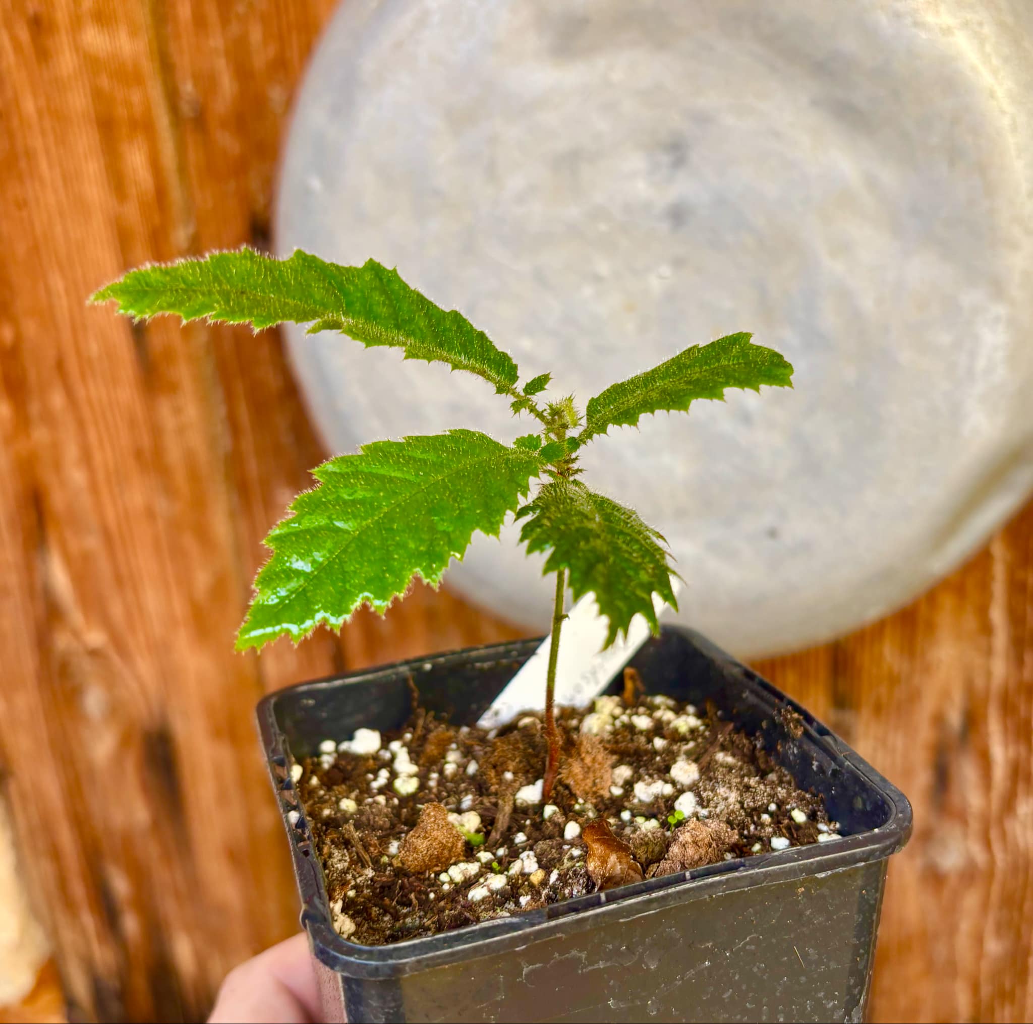 Davidson Plum (Davidsonia jerseyana) - 1 potted plant / 1 getopfte Pflanze