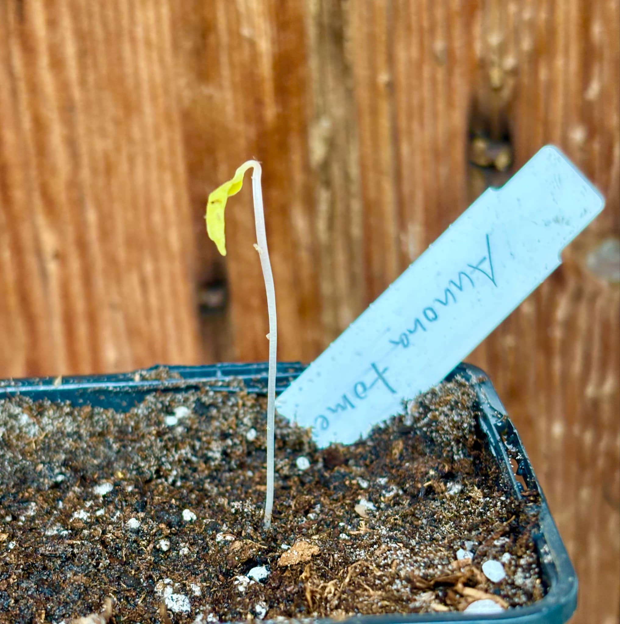 Araticunzinho (Annona tomentosa) - 1 fresh potted seedling / 1 frisch getopfter Sämling Araticunzinho (Annona tomentosa) - 1 fresh potted seedling / 1 frisch getopfter Sämling