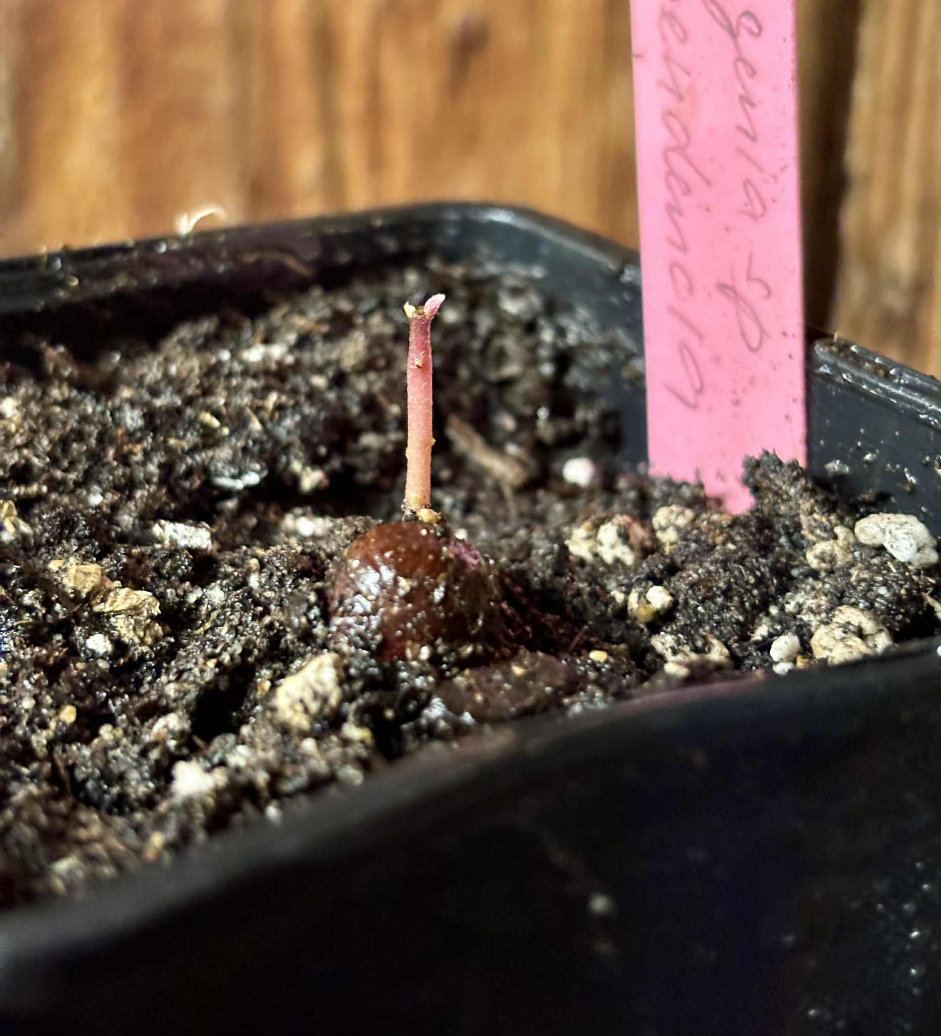 Eugenia sp Independencia - 1 potted seedling / 1 getopfter Sämling