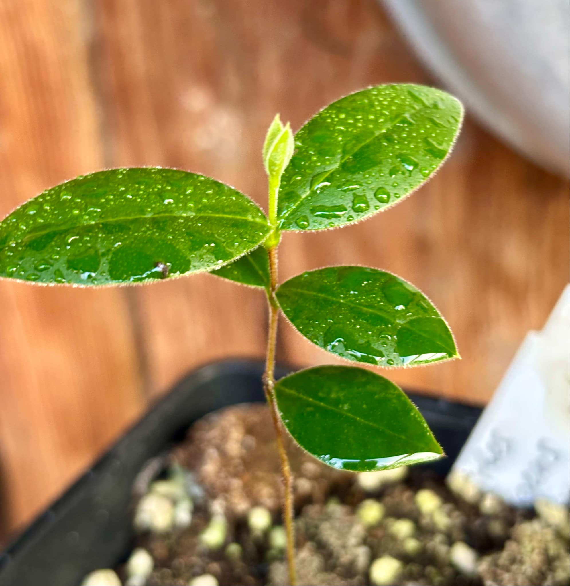 Myrcianthes pungens - Guabiju - 1 potted plant / 1 getopfte Pflanze Myrcianthes pungens - Guabiju - 1 potted plant / 1 getopfte Pflanze