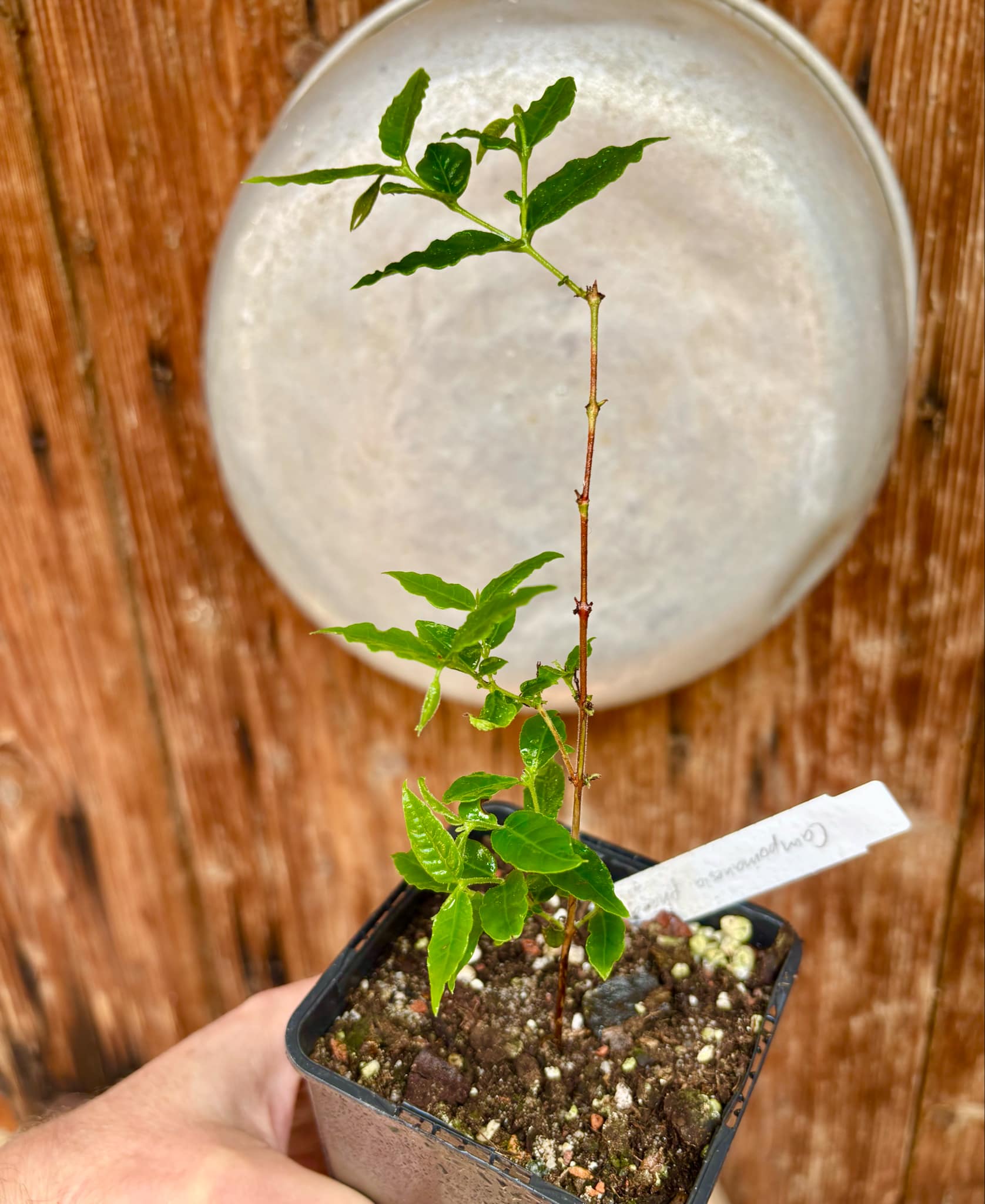Campomanesia phaea - Flying Saucer Fruit - Cambuci  - 1  potted plant / 1 getopfte Pflanze
