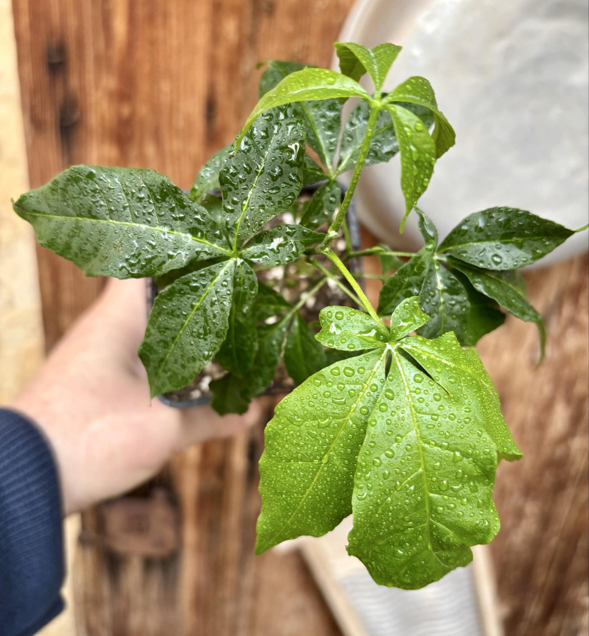 White Sapote var PIKE (Casimiroa edulis) - 1 potted seedling - 1 getopfter Sämling 