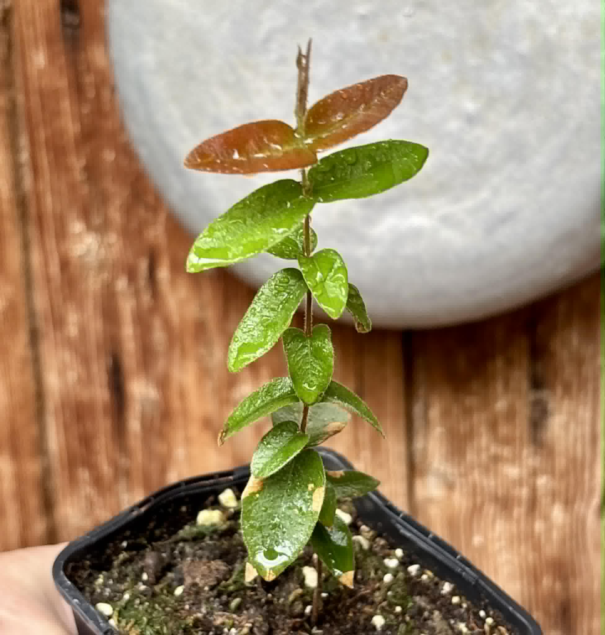 Myrciaria caerulescens (Roxa - Blue Guaquiea) - 1 potted seedling / 1 getopfter Sämling