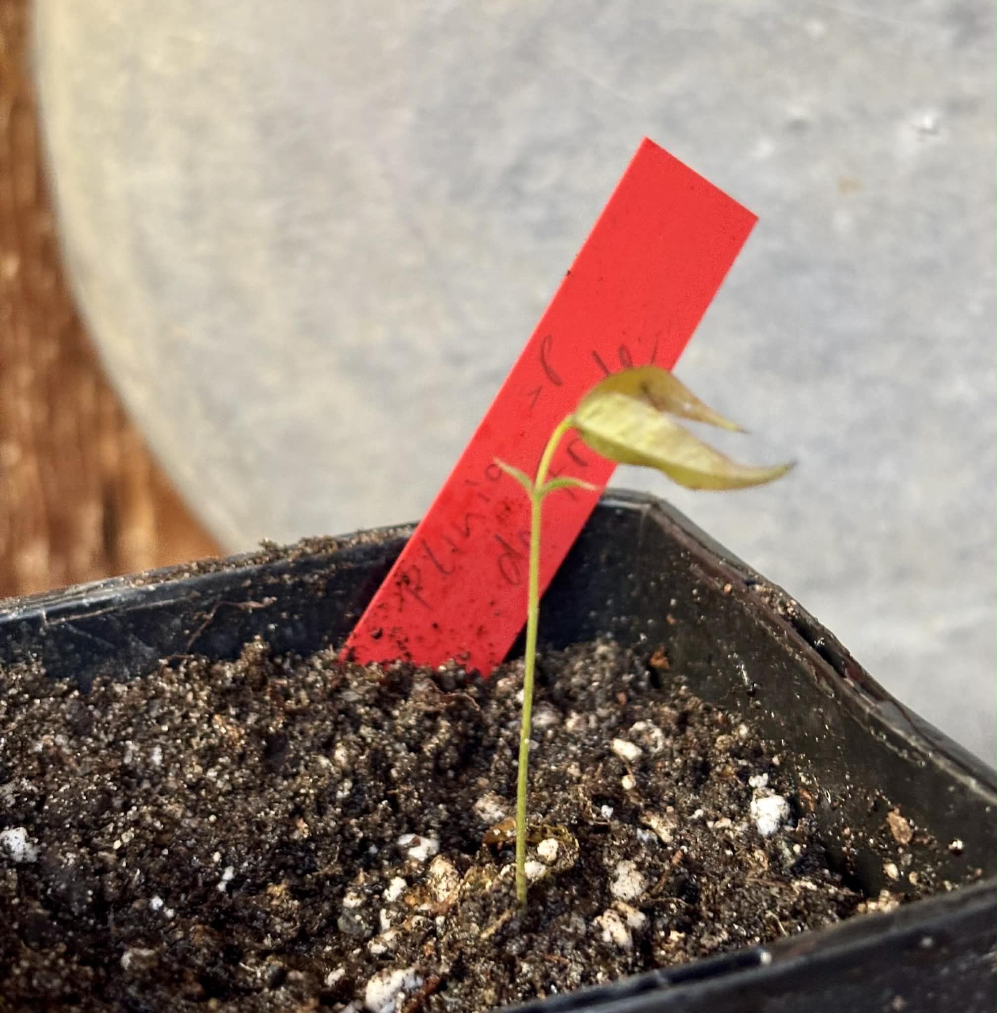 Plinia sp. do Frade - 1 potted seedling / 1 getopfter Sämling