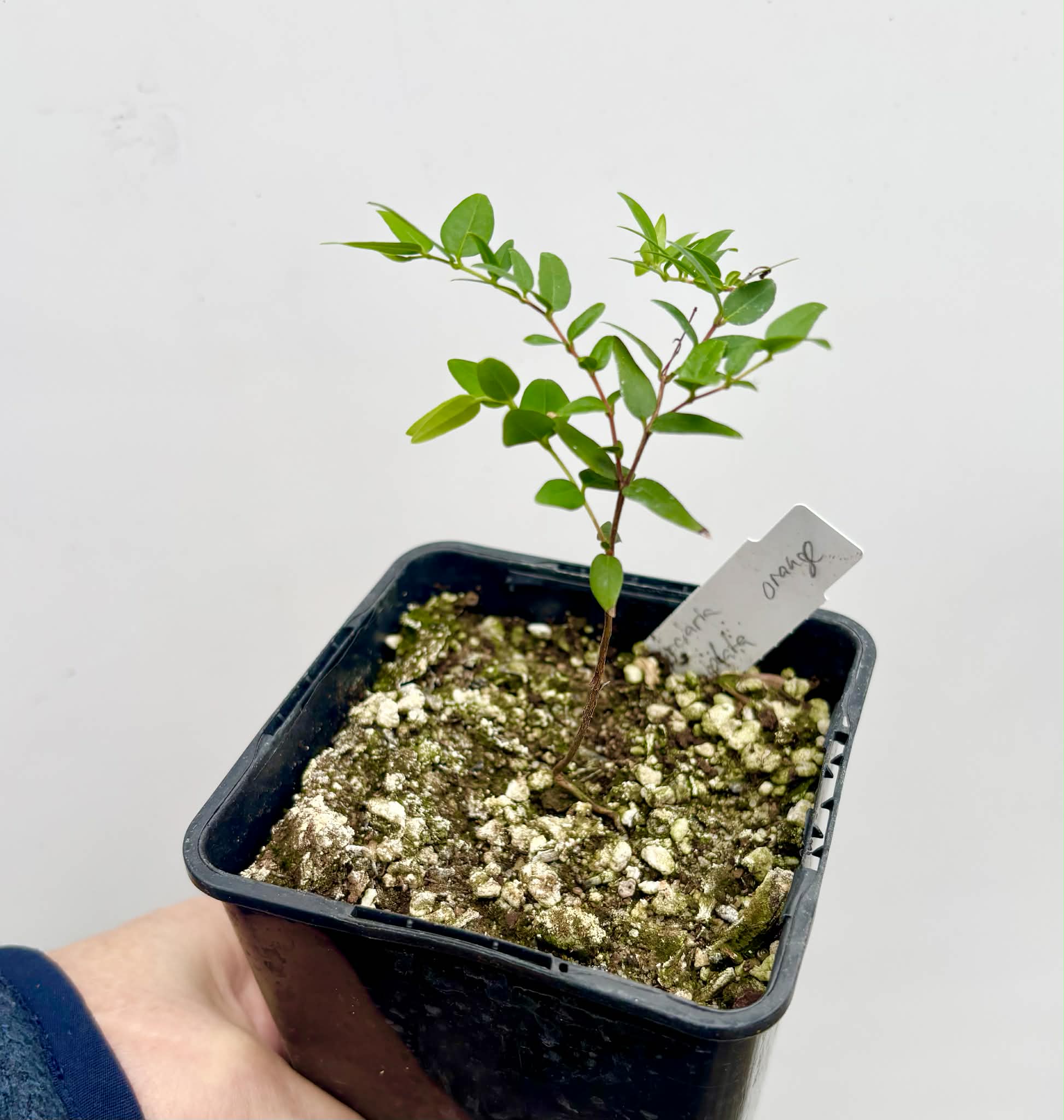 Myrciaria cuspidata ORANGE - 1 potted seedling / 1 getopfter Sämling