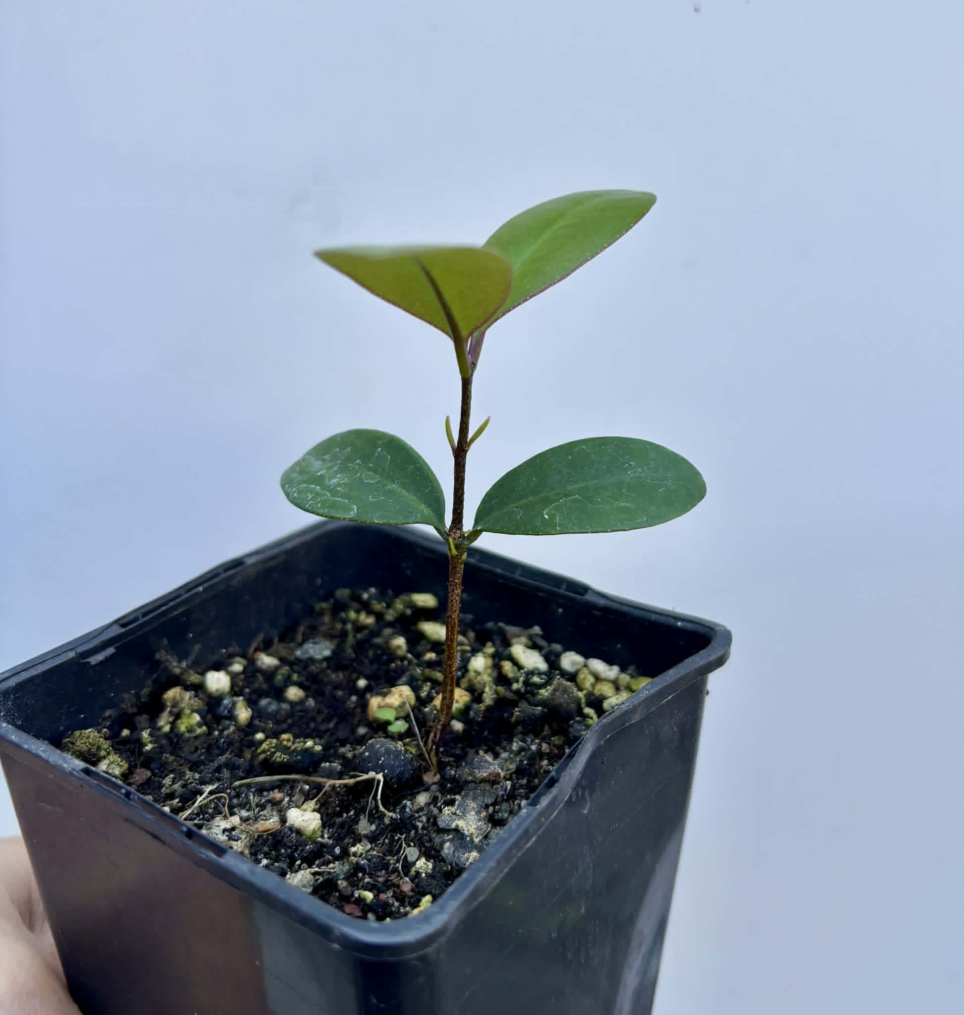 last plant - Eugenia sp Pindoca - 1 potted seedling / 1 getopfter Sämling