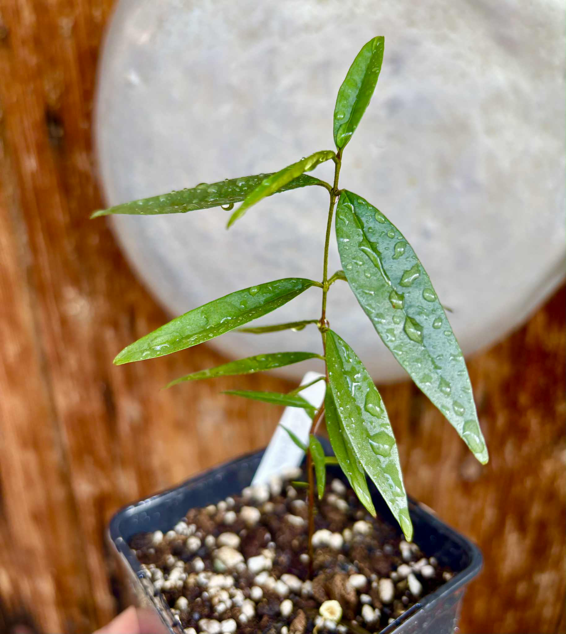 Eugenia pruniformis - Ameixa da Preta - 1 potted plant / 1 getopfte Pflanze