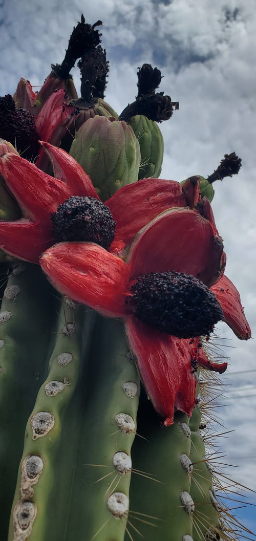 Saguaro (Carnegiea gigantea) - 10 fresh seeds / 10 frische Samen