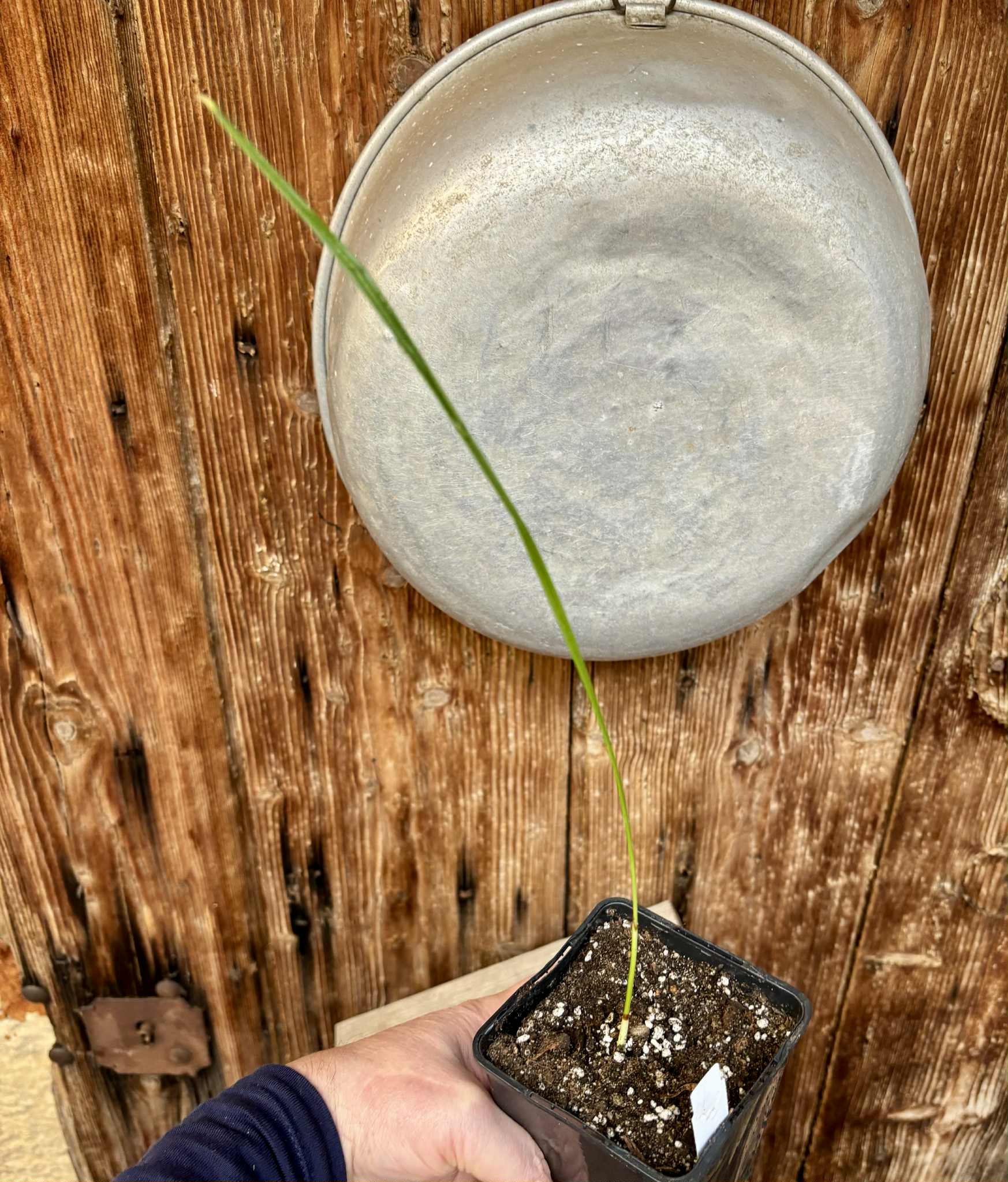 Jelly Palm (Butia odorata) -  1 potted plant / 1 getopfte Pflanze