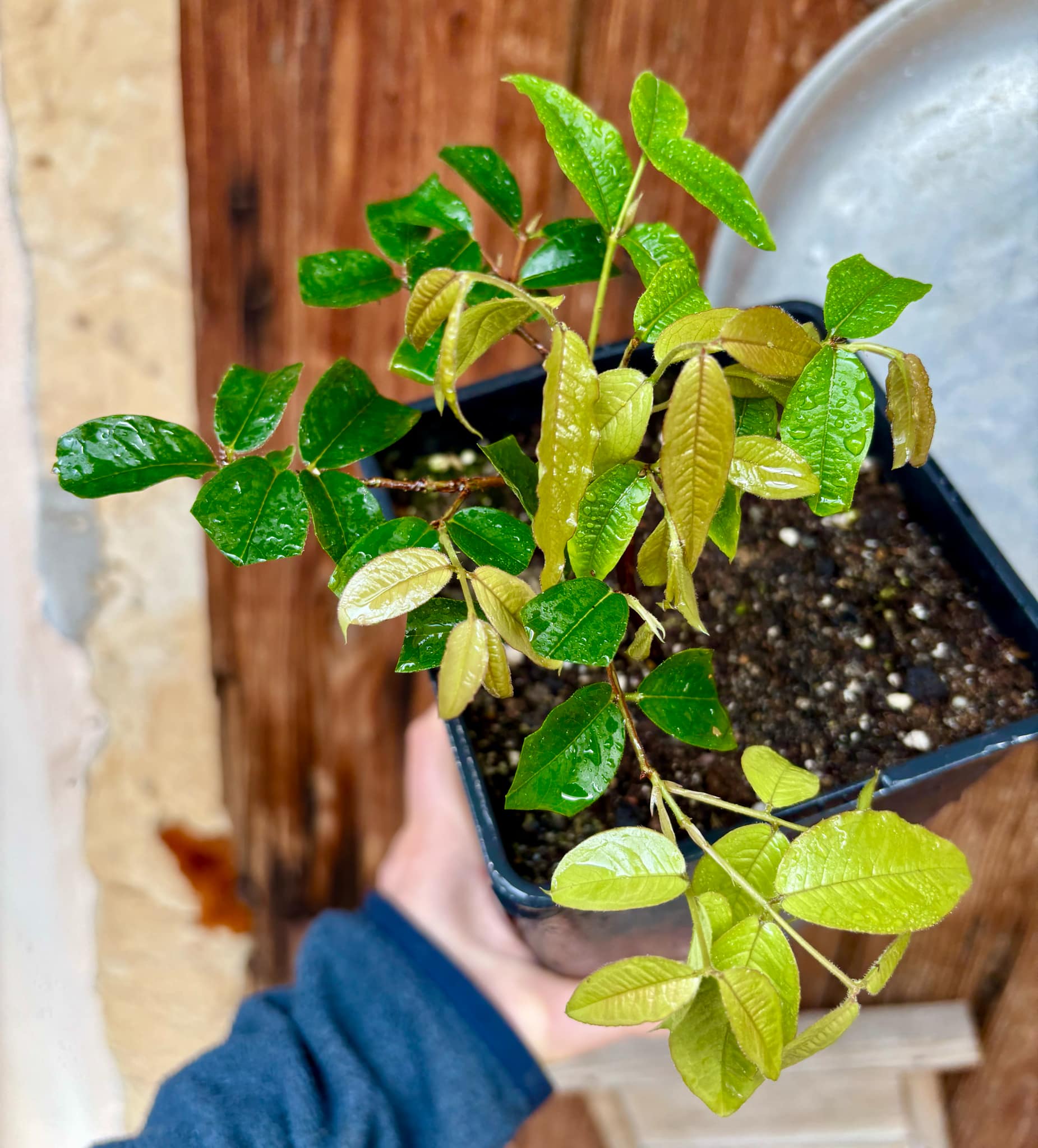 Plinia aureana var. Branca Mel - 1 potted plant / 1 getopfte Pflanze