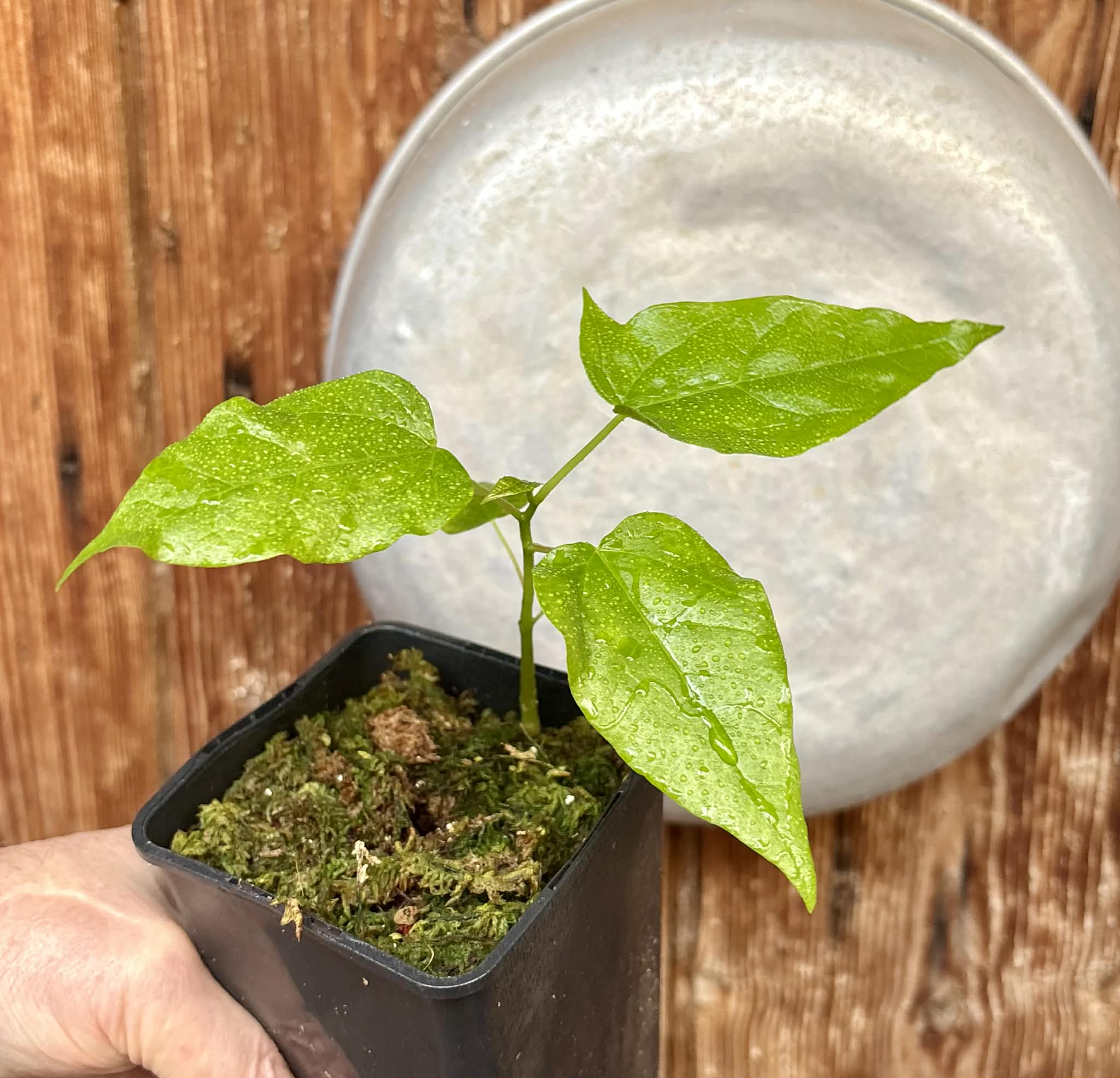 Oak Leaf Papaya (Vasconcellea quercifolia) - 1 potted plant / 1 getopfte Pflanze