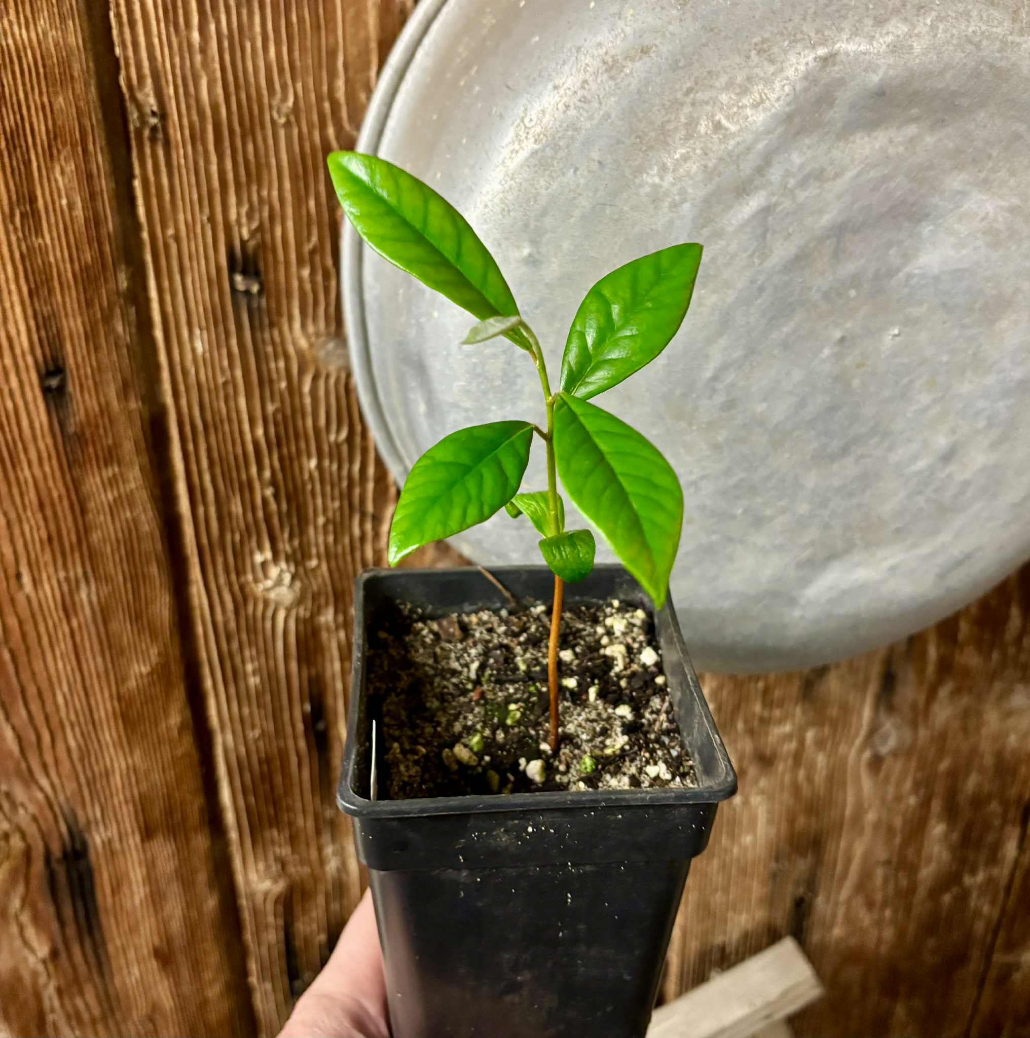 Chrysophyllum januariense  -  1 potted seedling / 1 getopfter Sämling