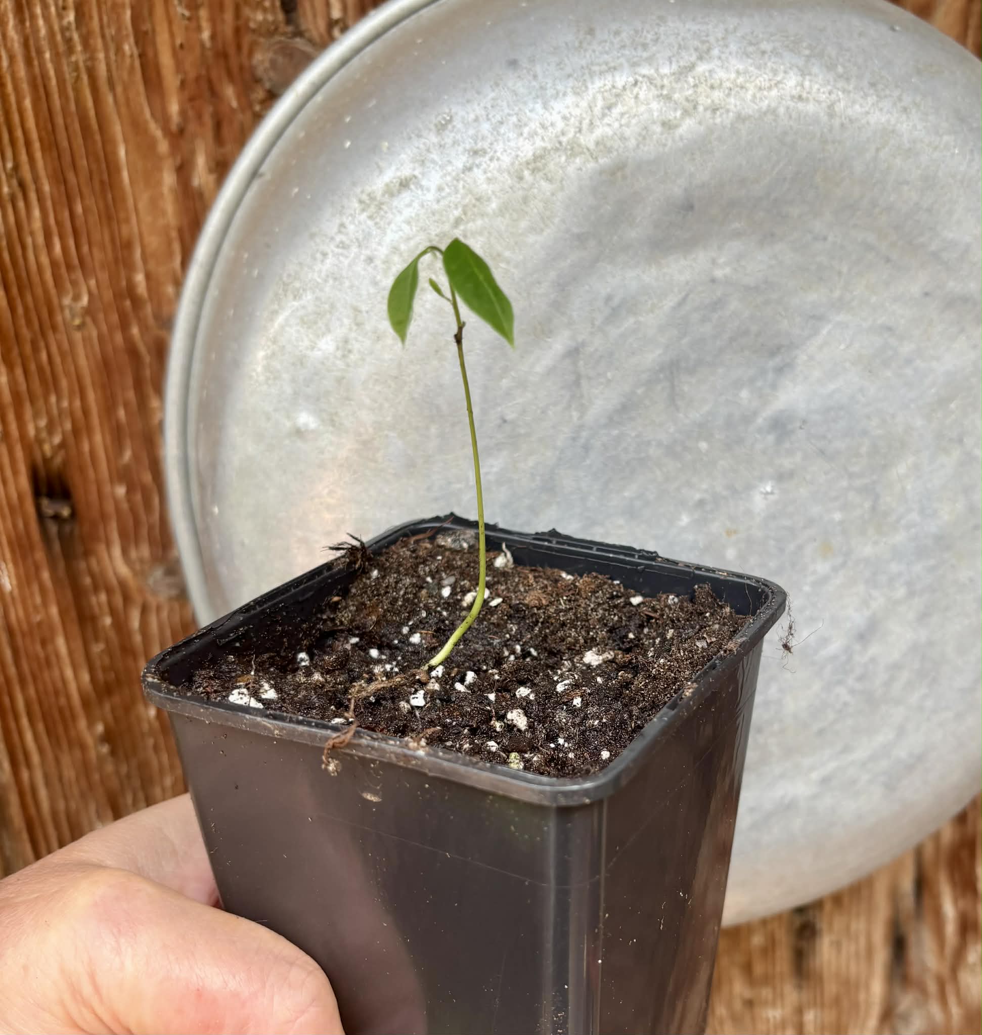 Duguetia cf quitarensis - 1 potted seedling / 1 getopfter Sämling