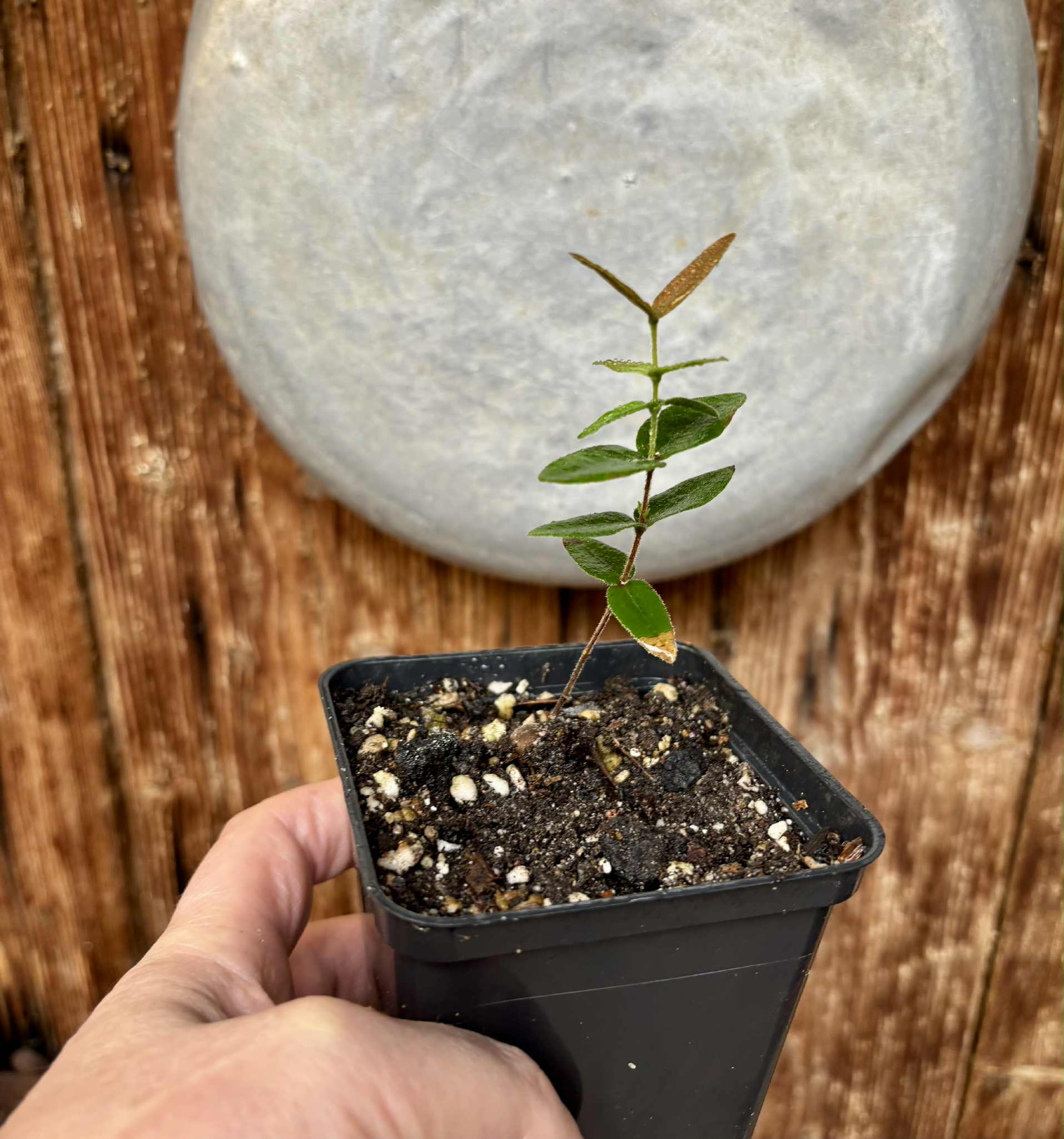 Myrciaria caerulescens (Roxa - Blue Guaquiea) - 1 potted seedling / 1 getopfter Sämling