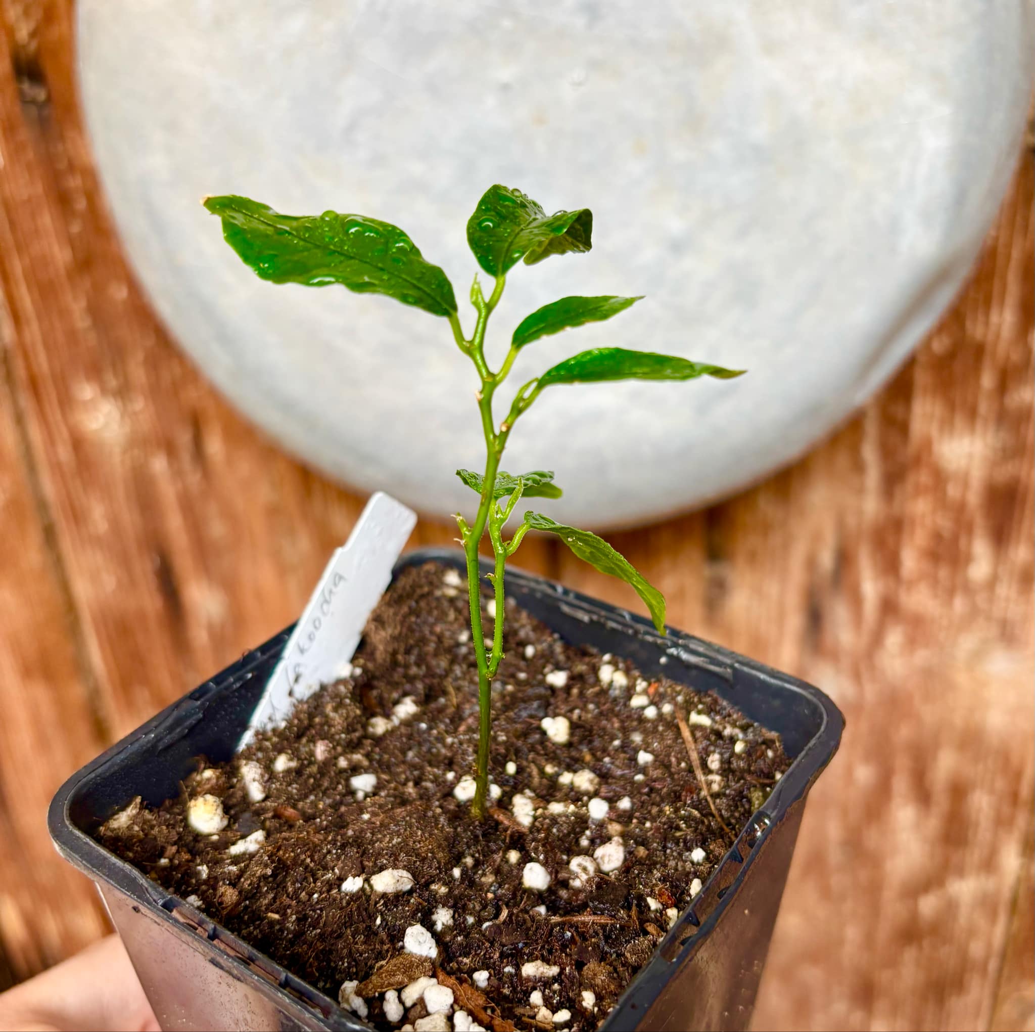 Artocarpus aff. lacucha - Wild Lakoocha  -  1 small potted seedling / 1 kleiner, getopfter Sämling