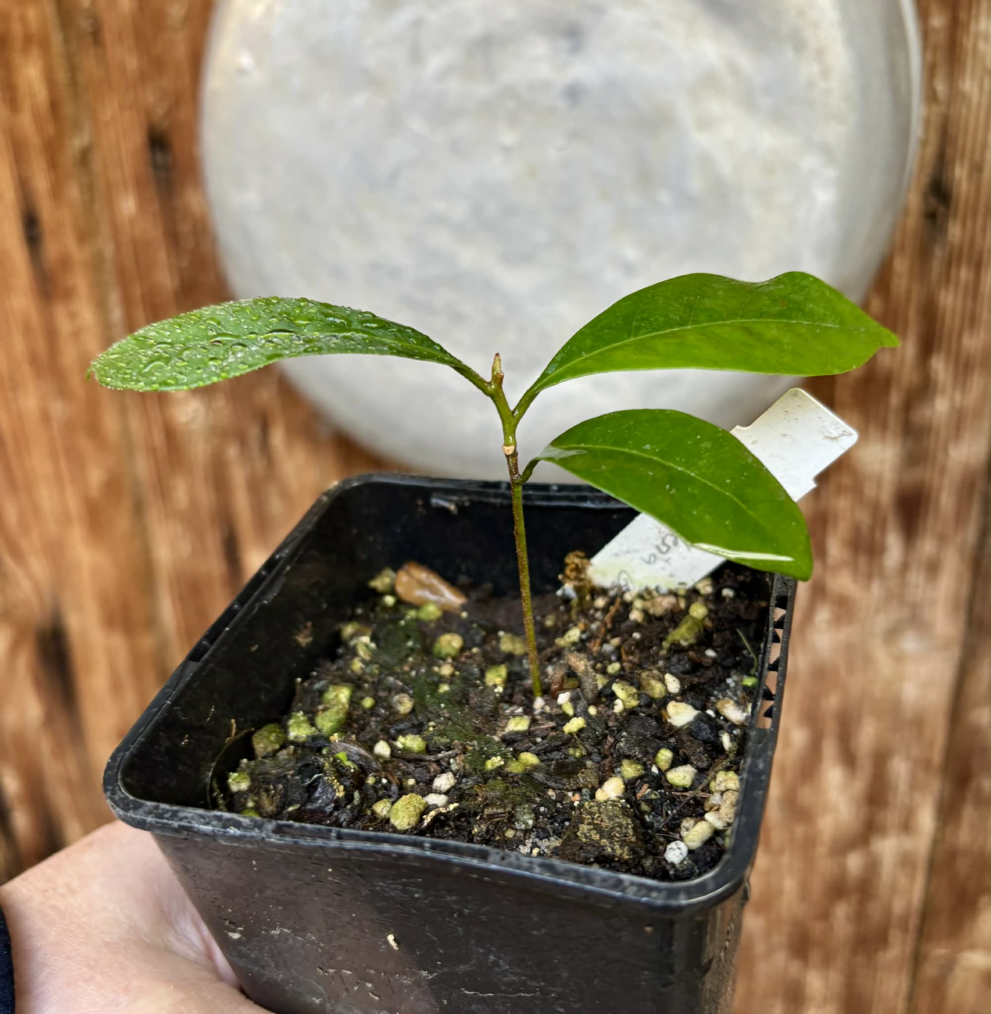 Pouteria bangii - 1 potted plant / 1 getopfte Pflanze