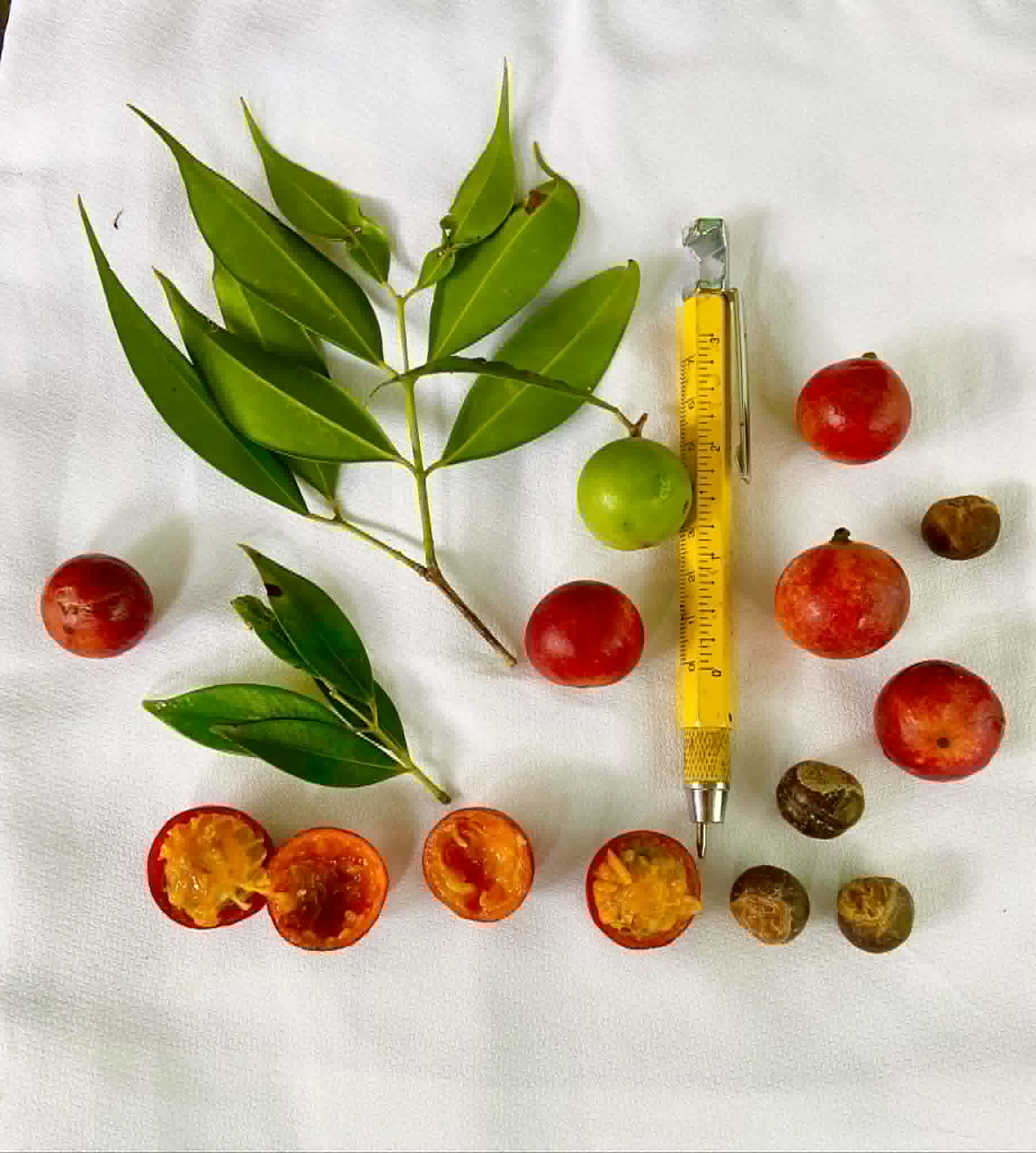 Pre Order - Myrciaria sp red Itacare - 1 fresh seed / 1 frischer Samen