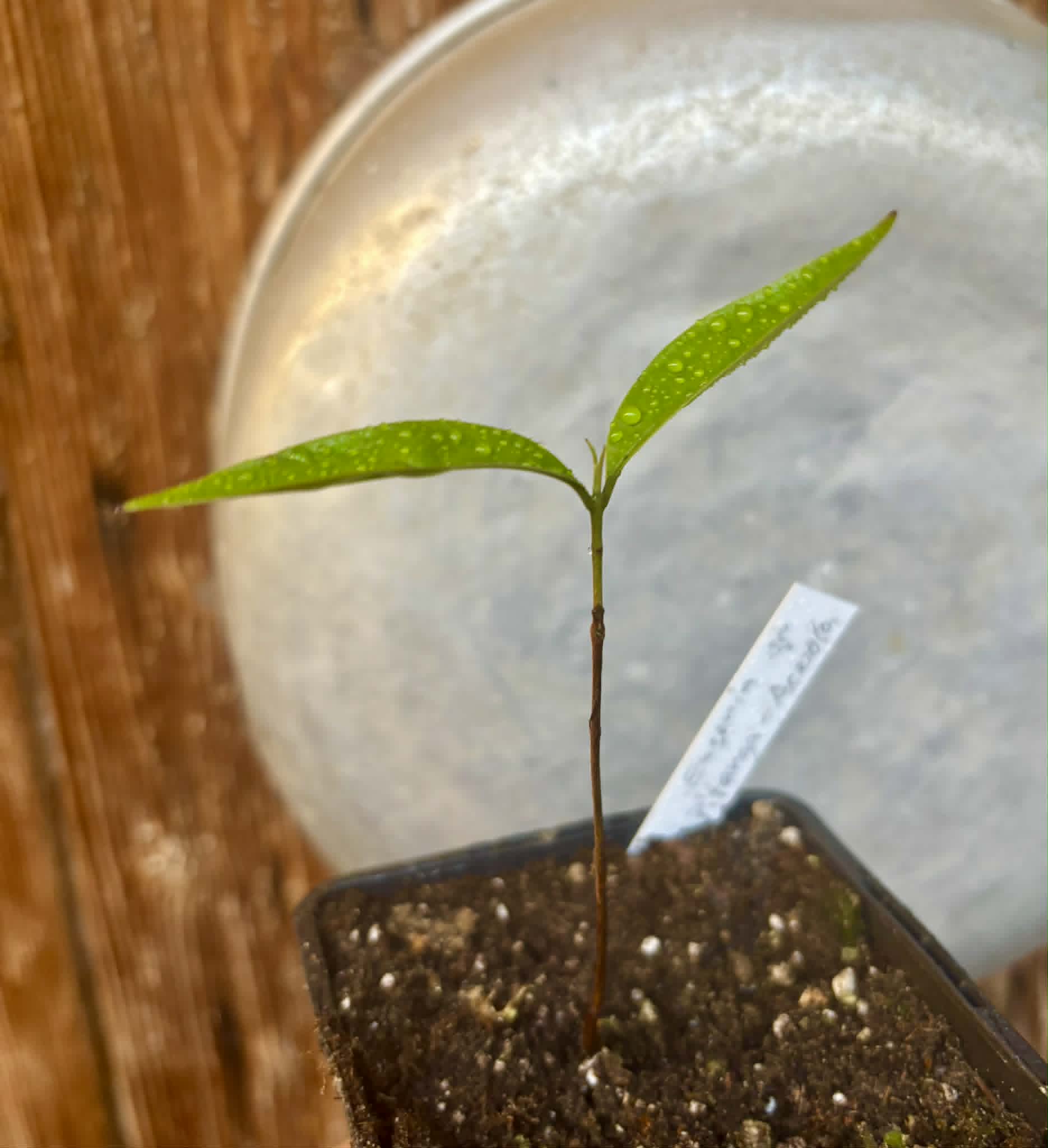 Eugenia sp Pitanga-Acerola - 1 potted seedling / 1 getopfter Sämling
