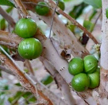 Plinia aureana - Rare exotic plant - Seltene exotische Pflanze