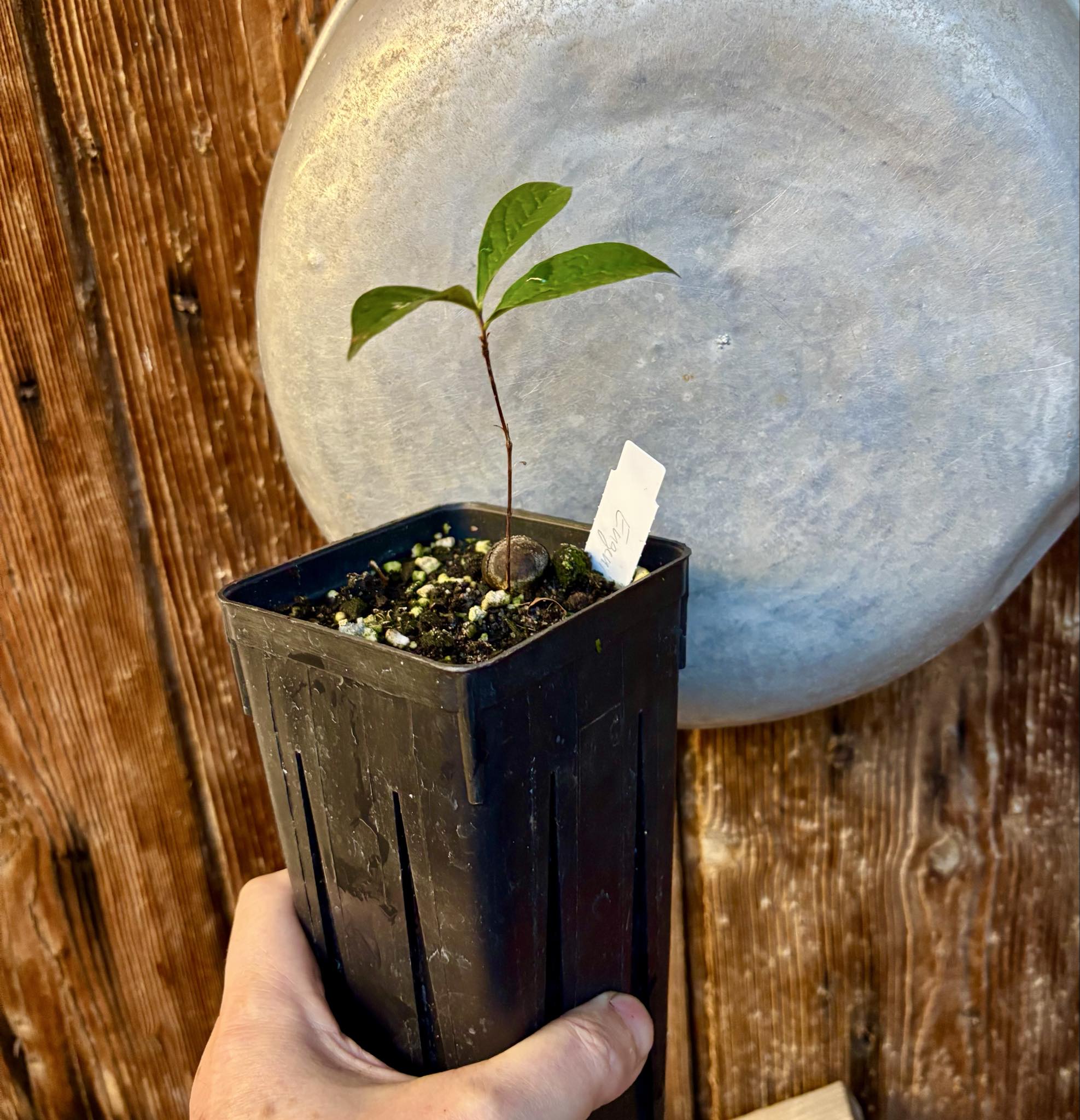 Eugenia campininha  -  1 potted plant / 1 getopfte Pflanze