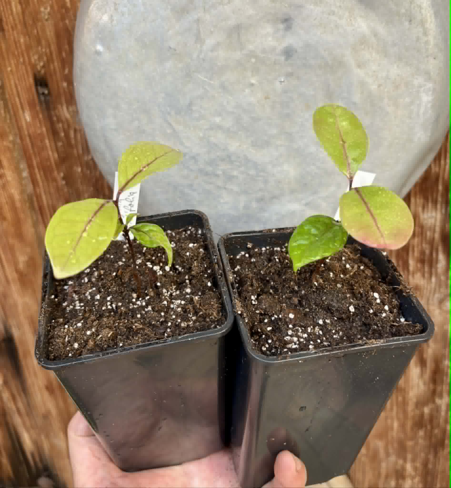 Eugenia rotundifolia var. Camamu - 1 potted seedling / 1 getopfter Sämling