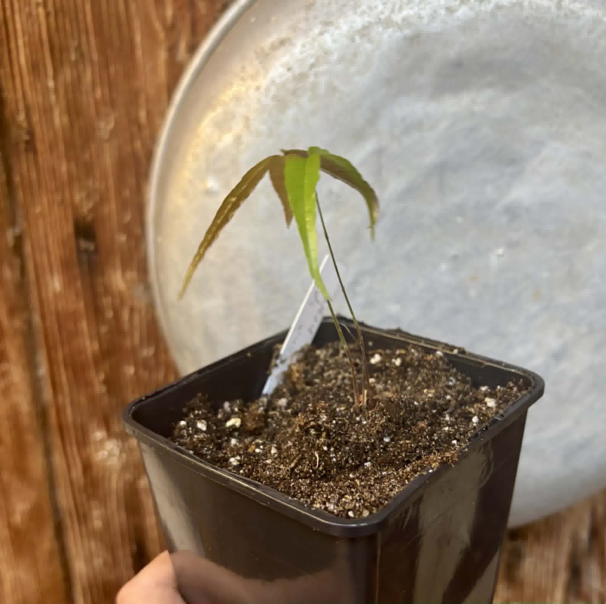 Plinia sp Perola negra - 1 potted seedling / 1 getopfter Sämling