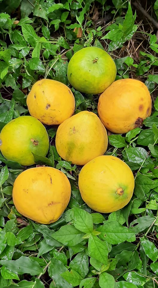 Pre Order - Araçá-boi (Eugenia stipitata) - 1 fresh seed / 1 frischer Samen